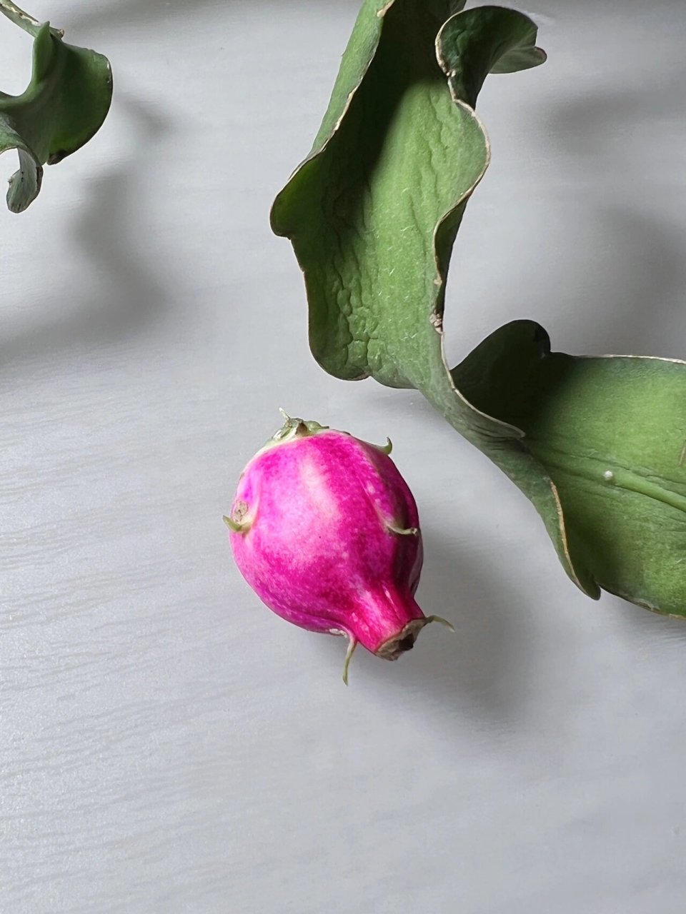 卷叶昙花又惊喜了 前两天卷叶昙花结果的帖子发布以后 好多花友建议我