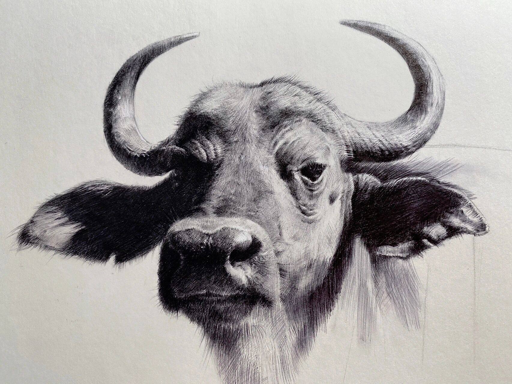 素描动物-水牛 及一些绘画步骤 这幅画有比较强烈的光影效果 适当表现