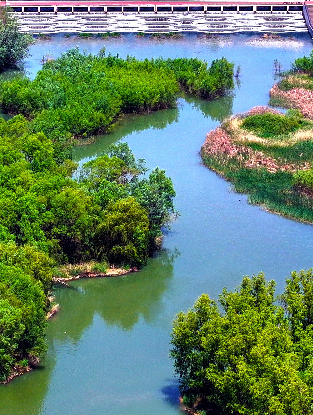 河水清澈,在阳光照耀下波光粼粼.河道中诸多小岛,郁郁葱葱,鸟儿欢腾