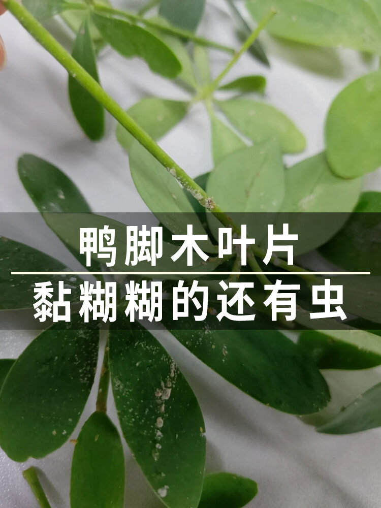 鸭脚木虫害图片