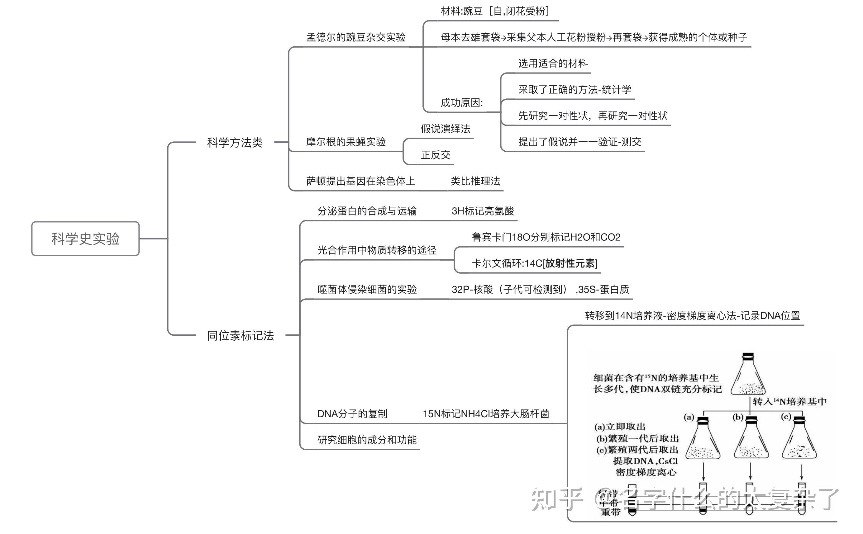 黑豌豆生长的思维导图图片