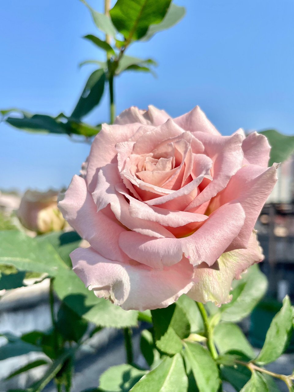 流沙玫瑰-高级复古风 夏季偏黄色,秋冬光照影响会偏银灰粉和烟粉橘