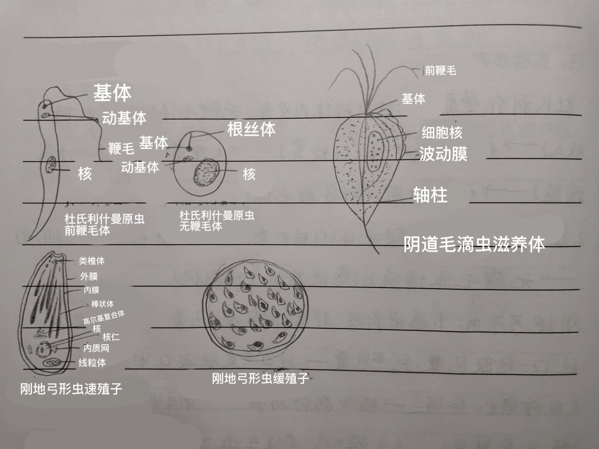 刚地弓形虫滋养体绘图图片