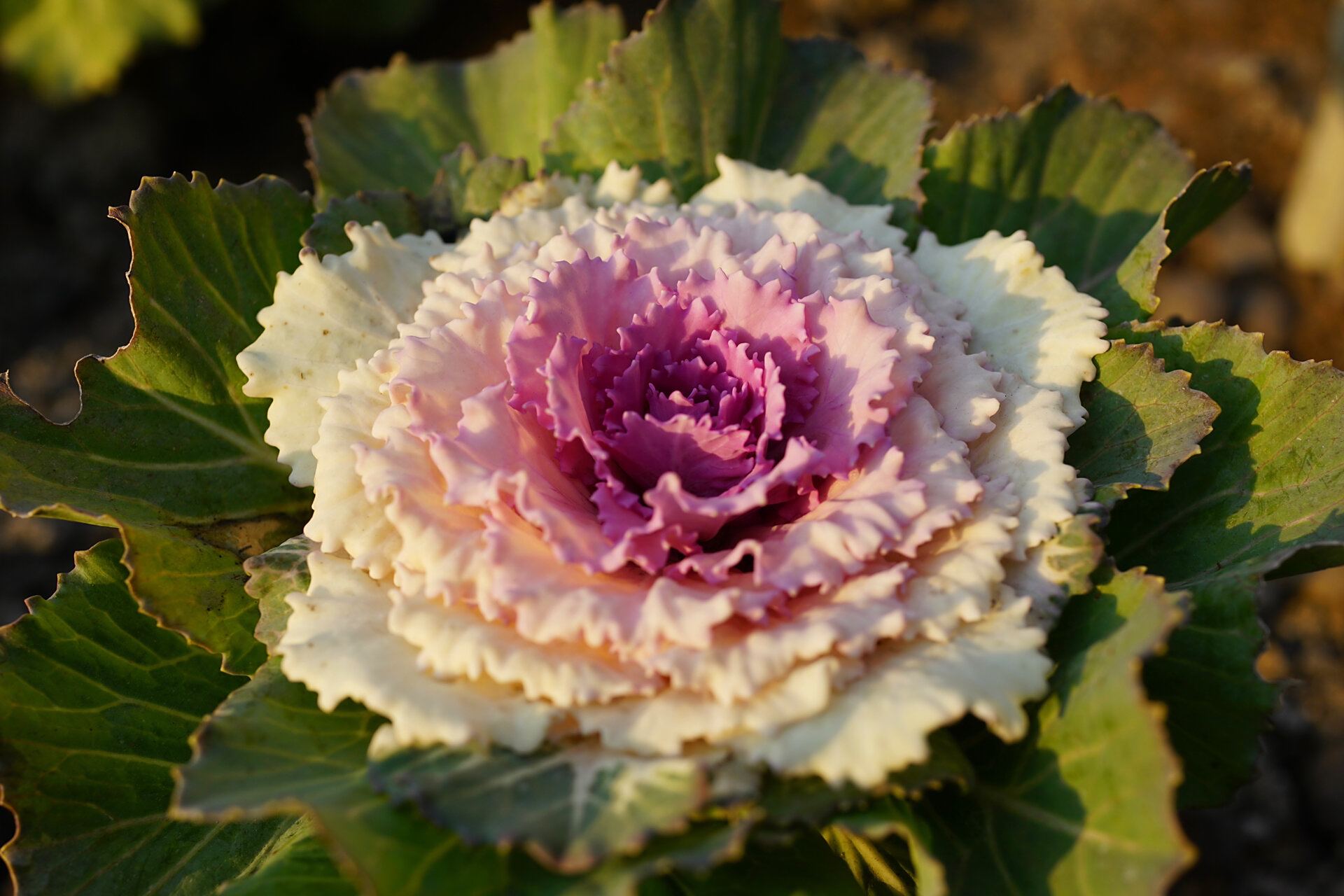 羽衣甘蓝|花叶牡丹 羽衣甘蓝,别名:野牡丹,牡丹菜,十字花科芸苔属二年