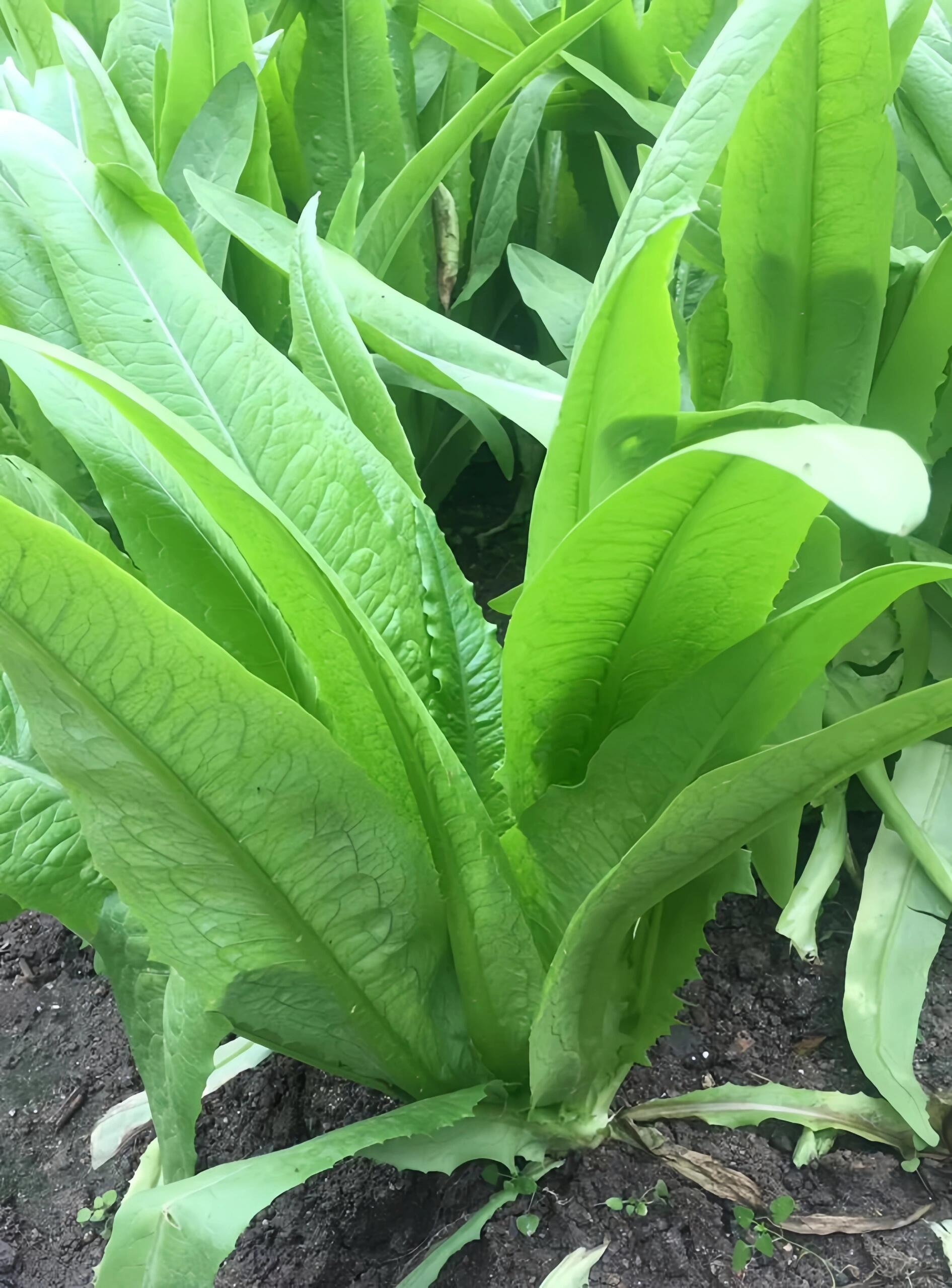 油麦菜简介图片