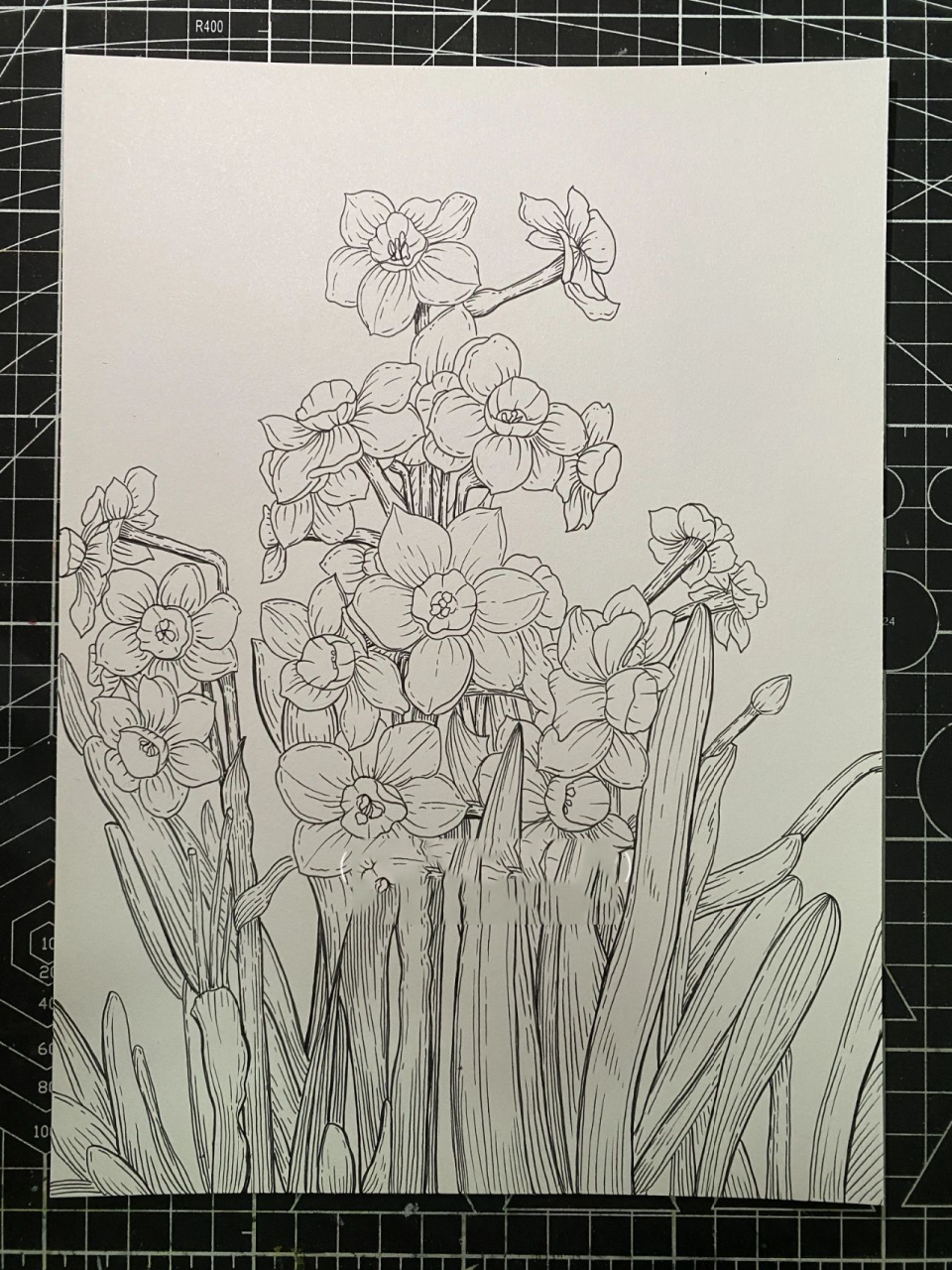 水仙花‖花卉线描‖马克笔‖原创【附过程】 水仙花虽美,花期却很短