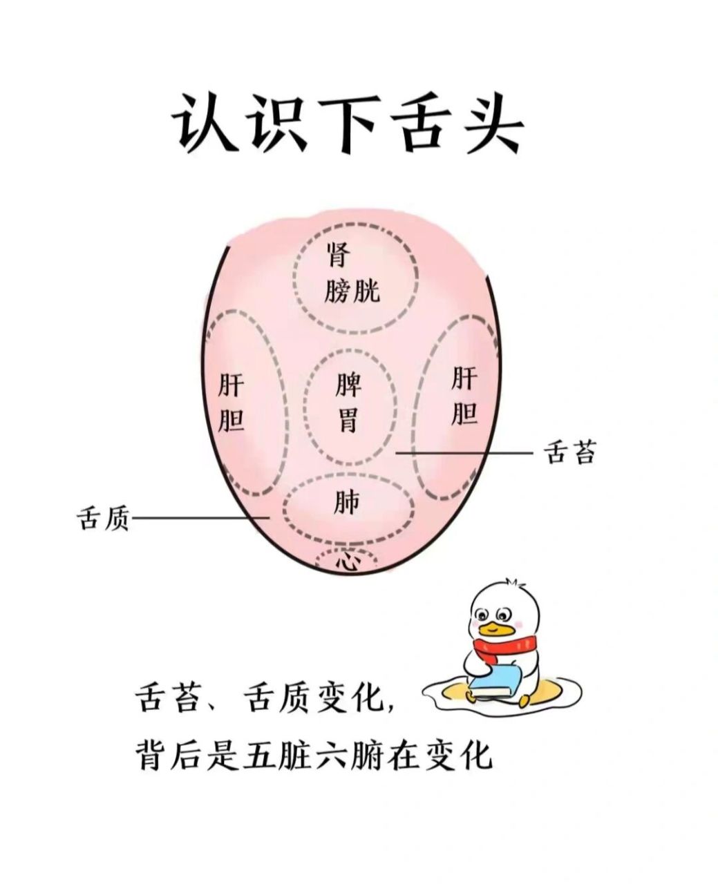 舌头构造真实示意图图片