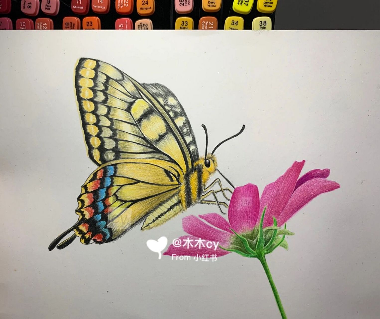 彩铅蝴蝶03 临摹#彩铅##寻找小红书绘画大神
