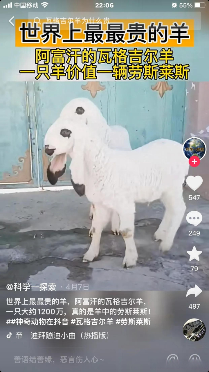 世界上最贵的羊   瓦格吉尔 羊价格超过1600万元一只  刀郎羊 网上