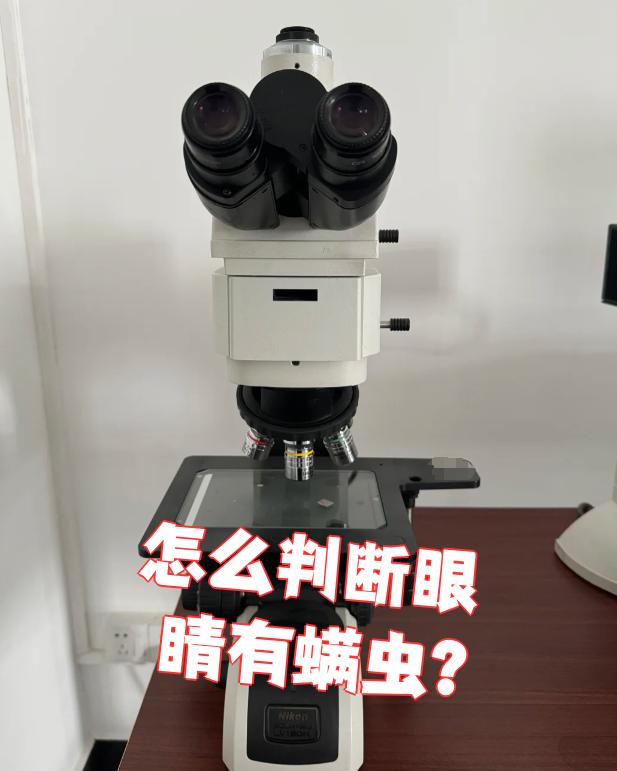 螨虫很小,属于节肢动物门蛛形纲广腹亚纲