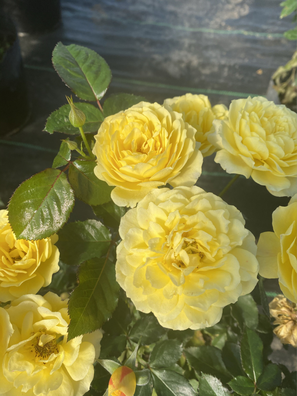 星座系列月季-狮子座(拍摄于10月22日) 95狮子座是由荷兰培育的星座