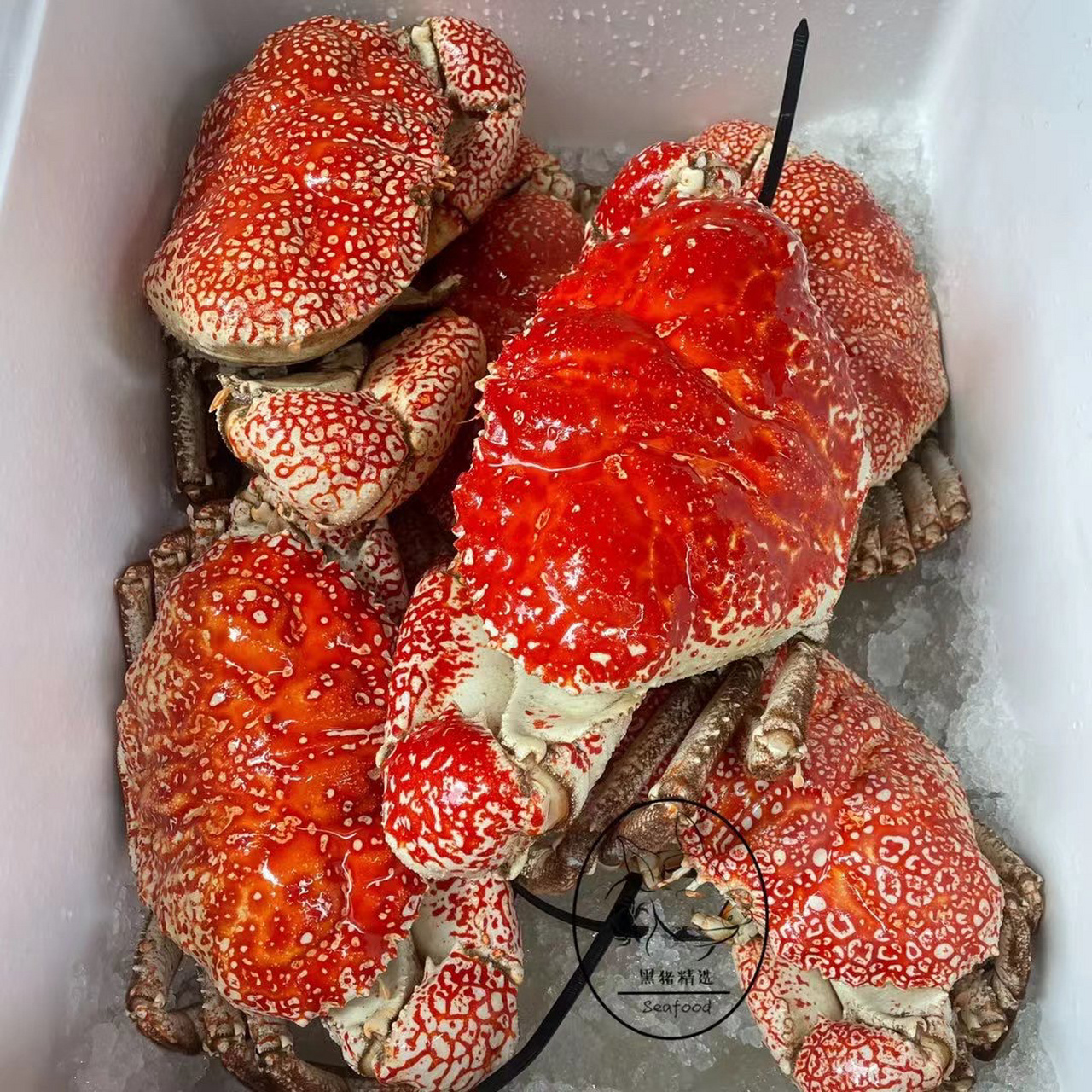 漂亮的皇帝蟹 皇帝蟹,全国可发,可搭配礼盒.