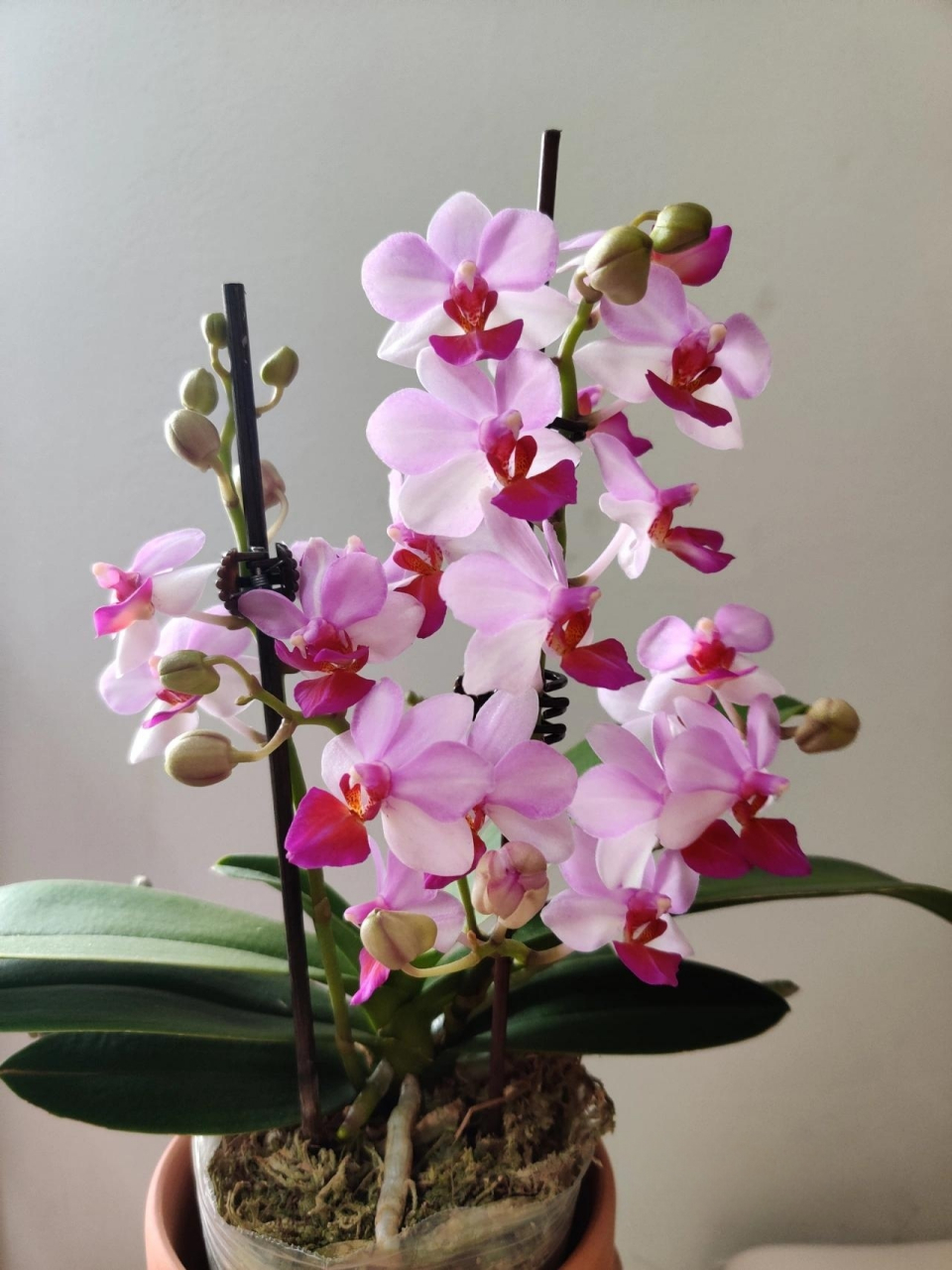 蝴蝶兰 贝瑞王子