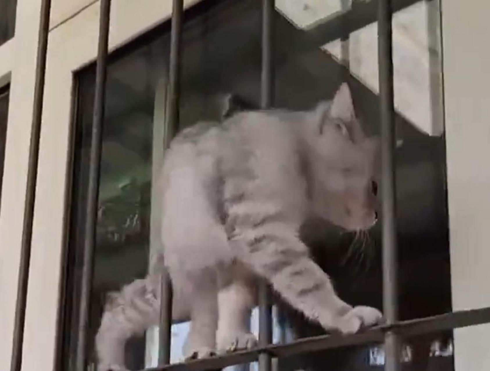 【猫咪在防盗窗上丝滑走猫步:一直被模仿,从未被超越】近日,天津.