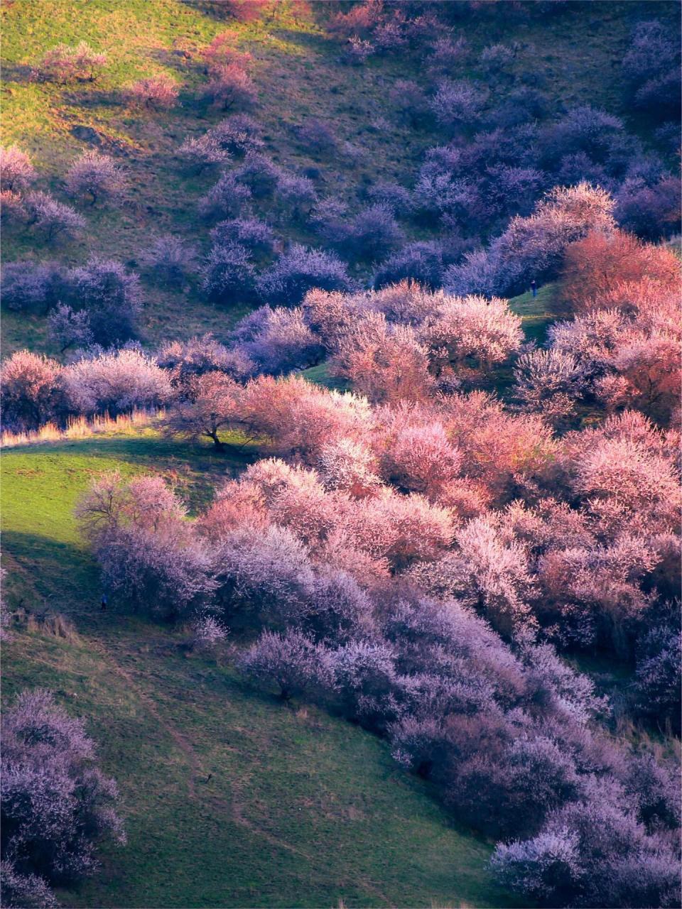 吐尔根杏花沟攻略推荐  新疆杏花沟位于新疆伊犁新源县吐尔根乡,新疆