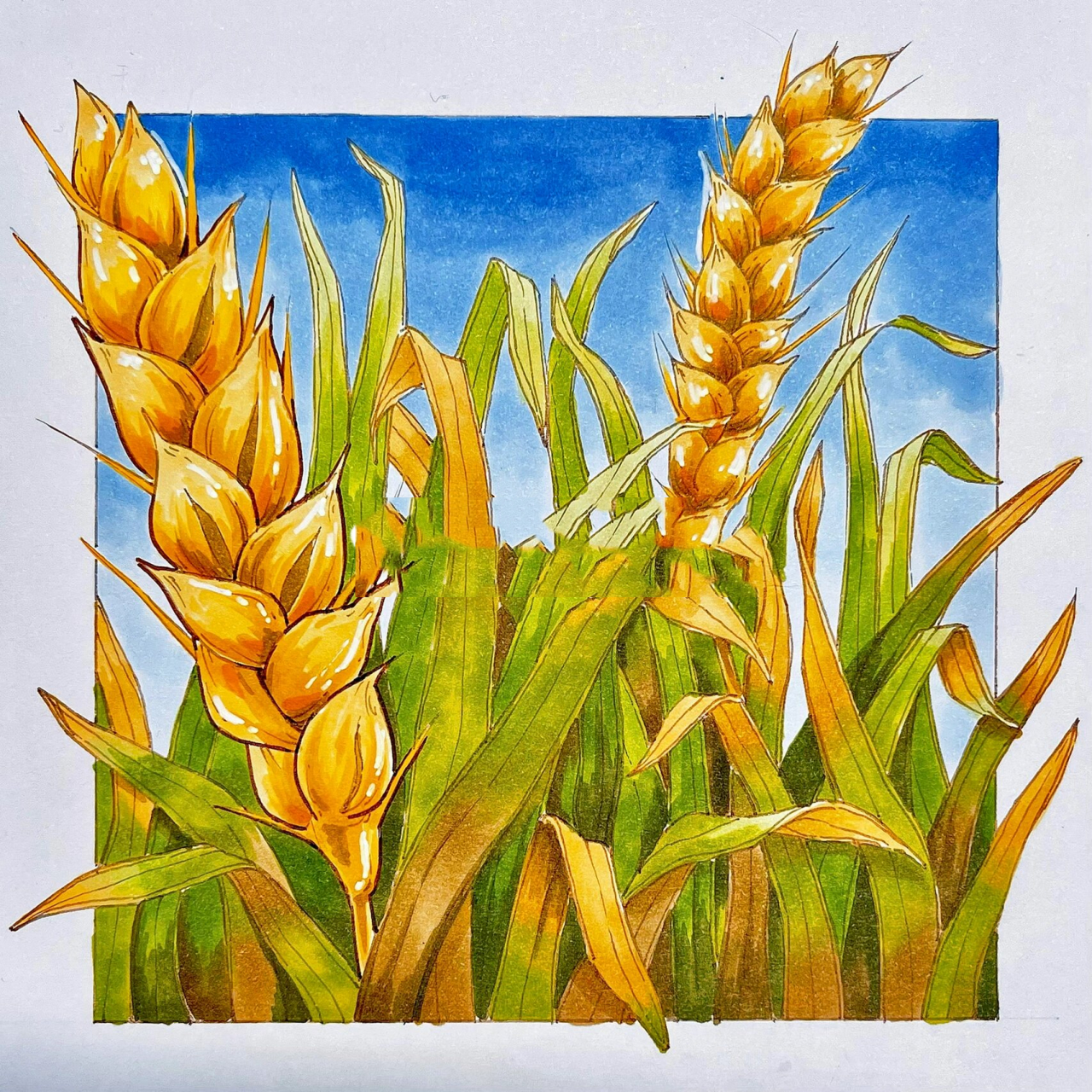 视觉传达手绘-植物元素-稻穗90上色 线稿 这次画了考研手绘高频出现
