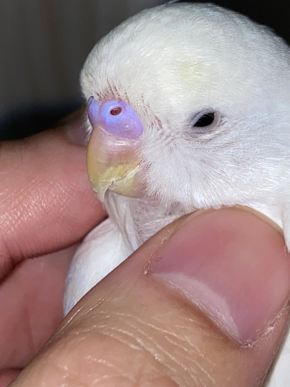 虎皮鹦鹉的嘴巴正常吗 白色的那只是一个月大的虎皮鹦鹉的嘴巴,这样