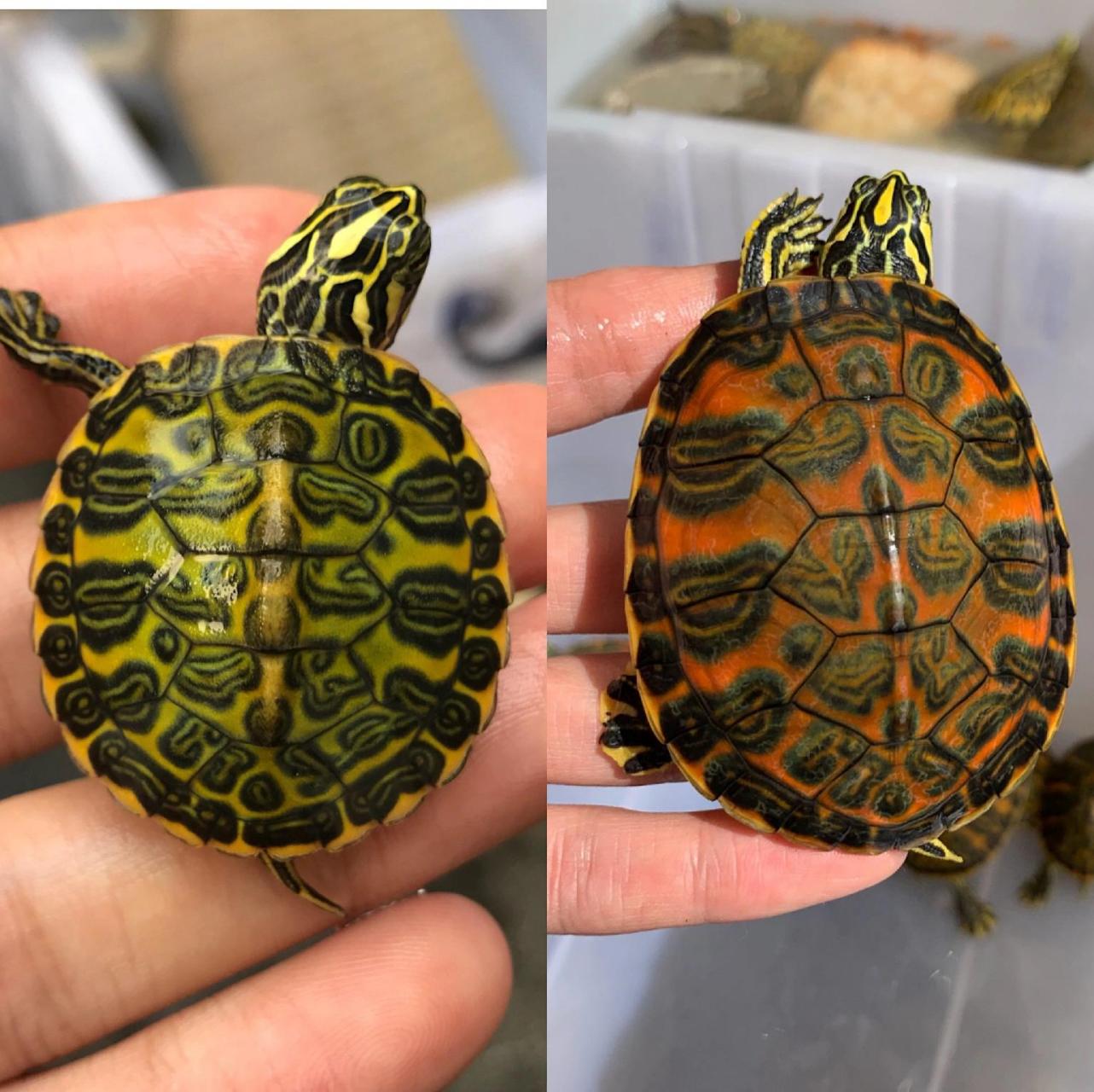 火焰龟发色心得分享 96火焰龟是非常容易饲养的一个品种,只要注意好