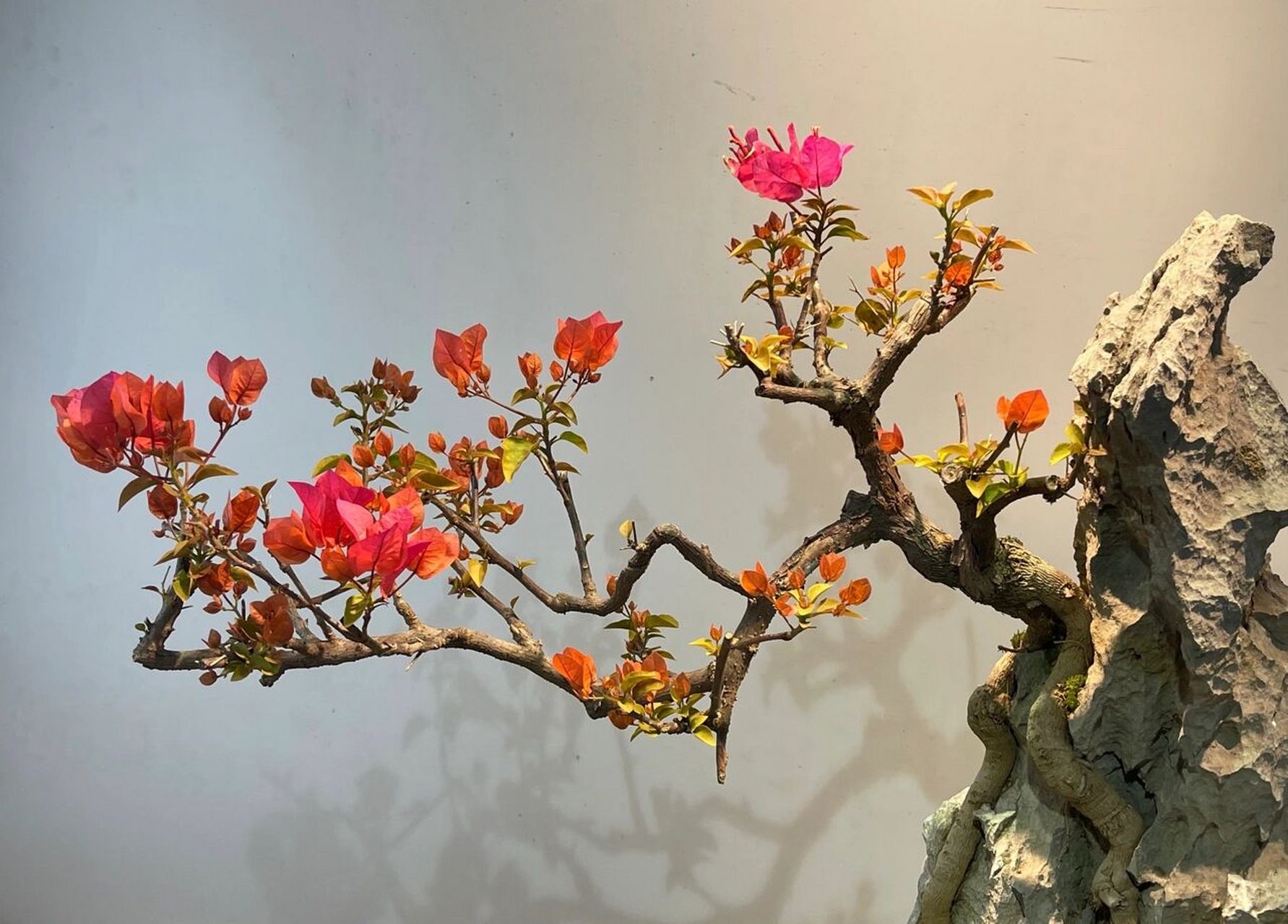 附石红花三角梅盆景 精品附石 玩家藏品