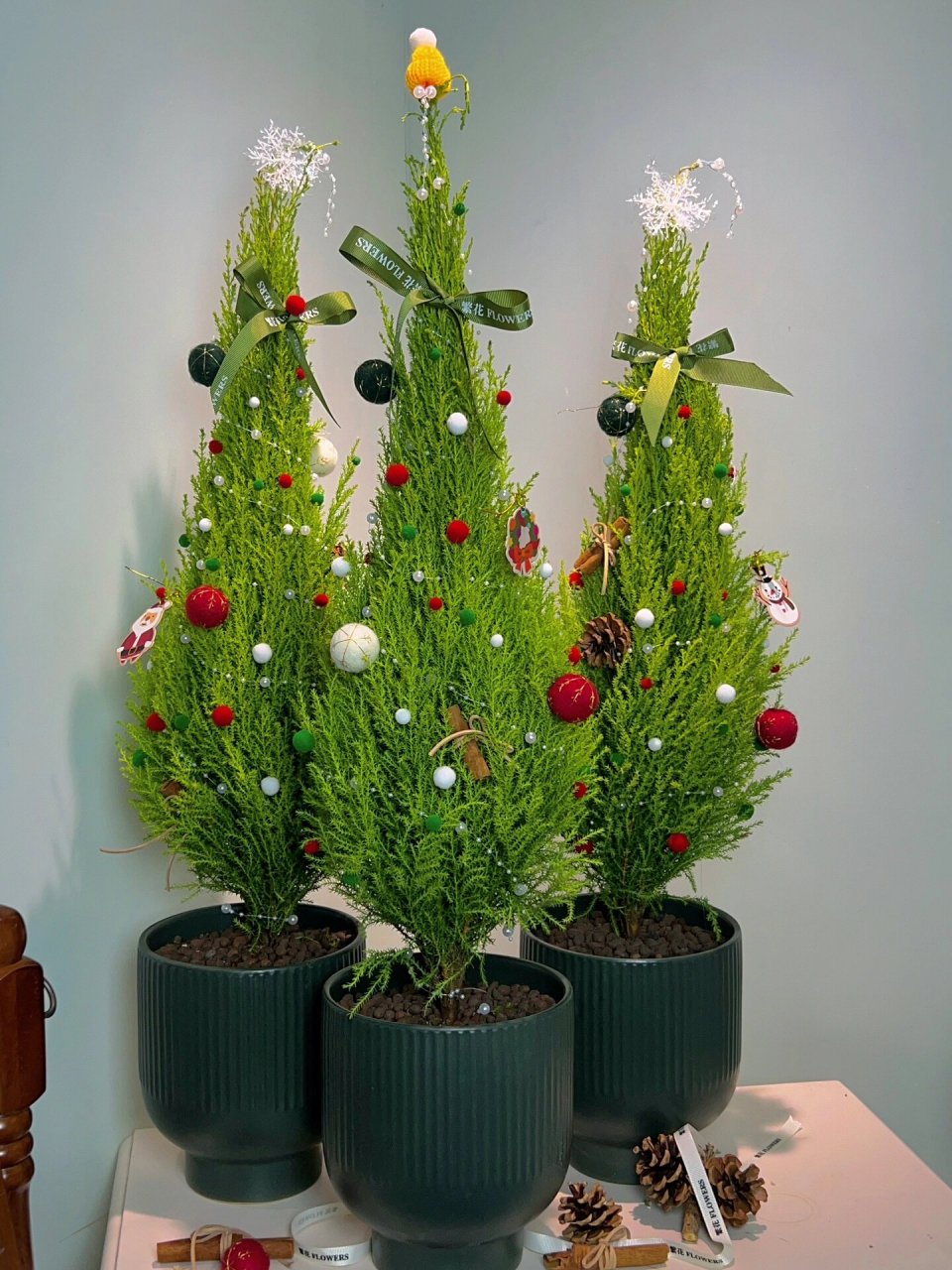 39353836383132|圣诞  圣诞香松盆栽 非常吉利的风水