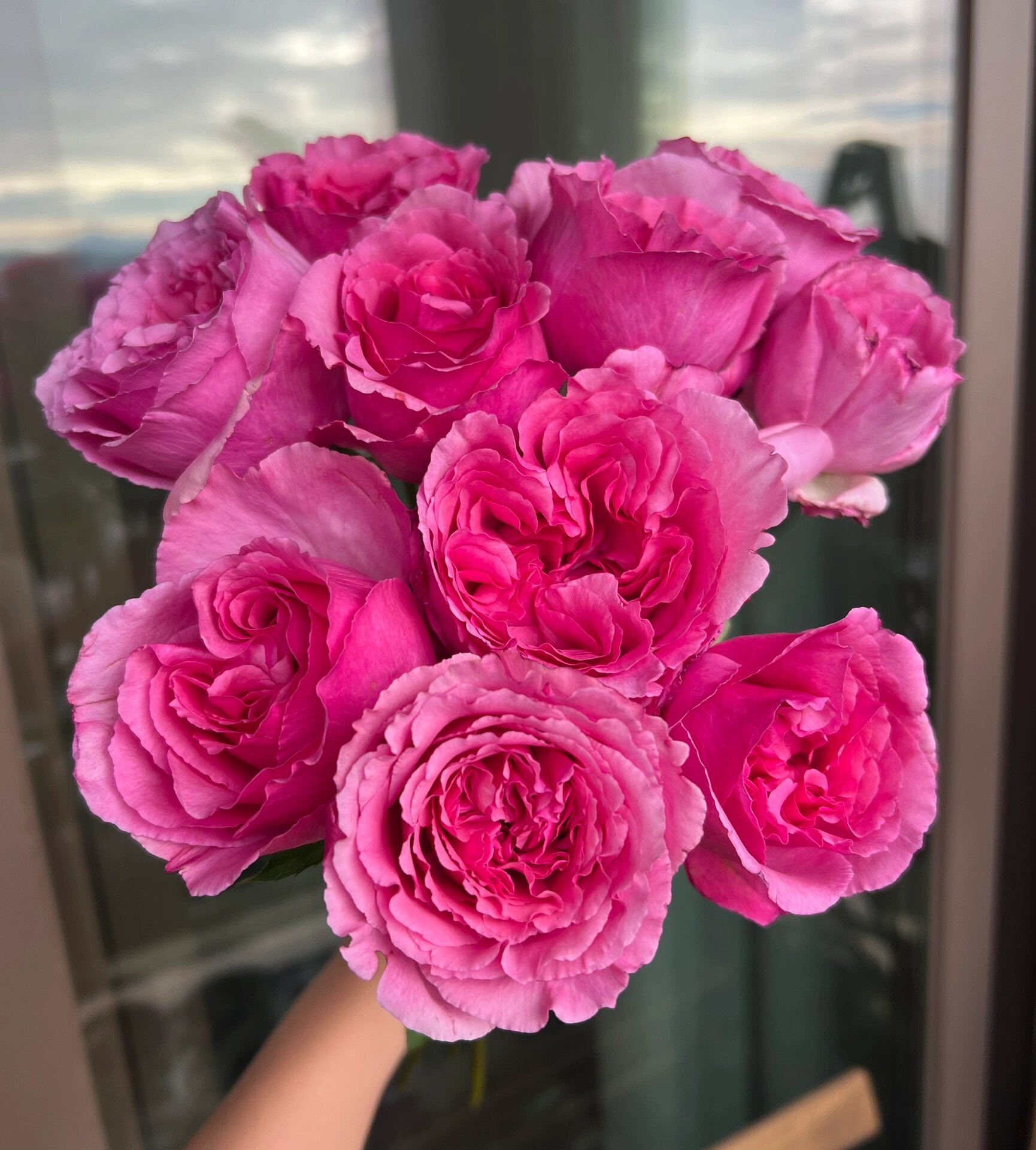 玫瑰|芳香世家(德芮尔)  玫粉色,中间偏红色.波浪花边.易开.