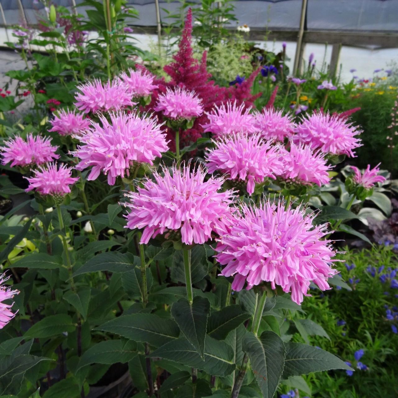 植物大赏|矮生美国薄荷"美人香"系列 全新的矮生型美国薄荷品种"美人