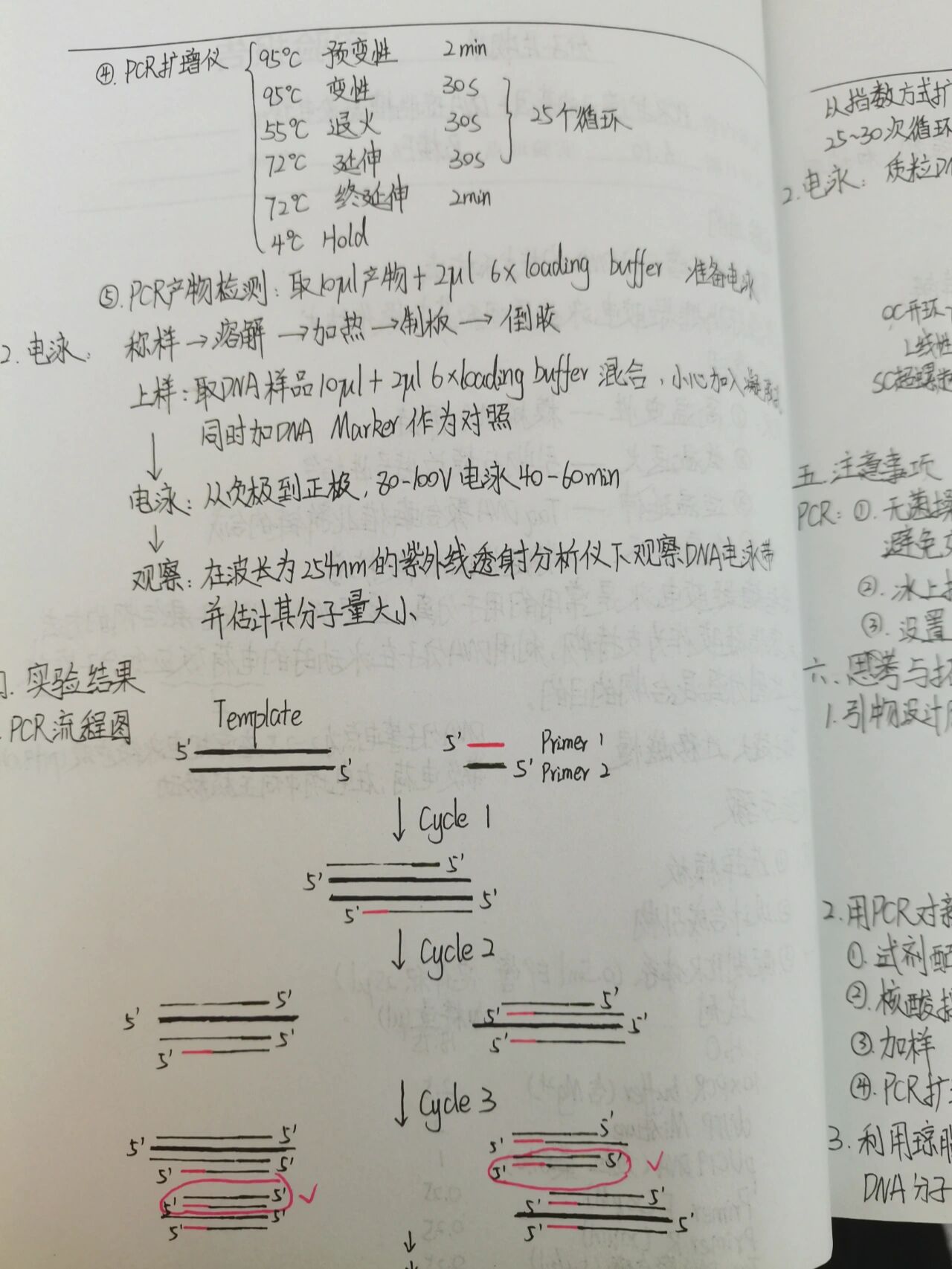 pcr扩增4次过程画图图片