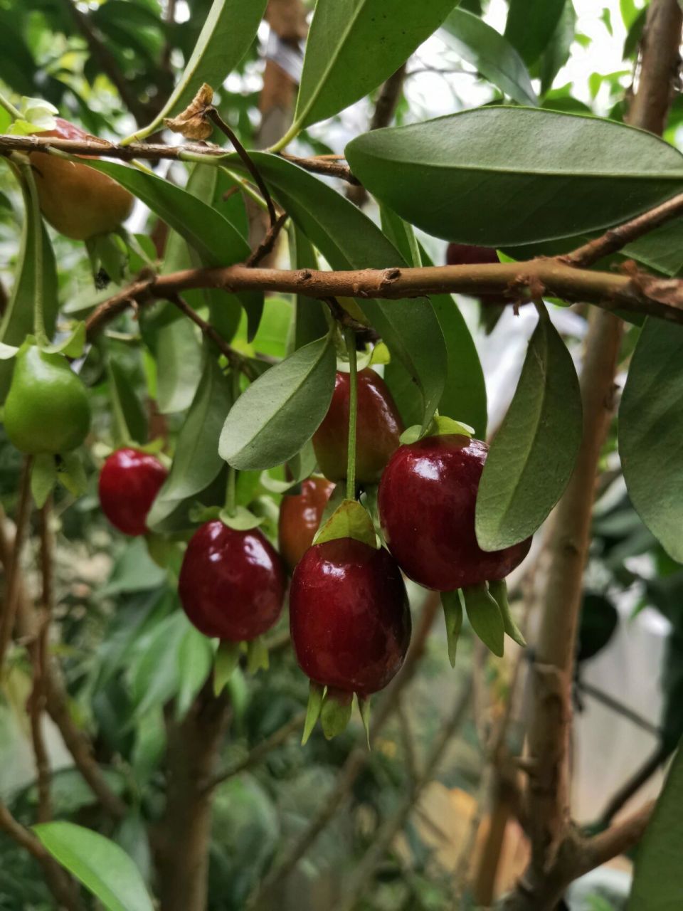 黑玫瑰樱桃90 黑玫瑰樱桃90