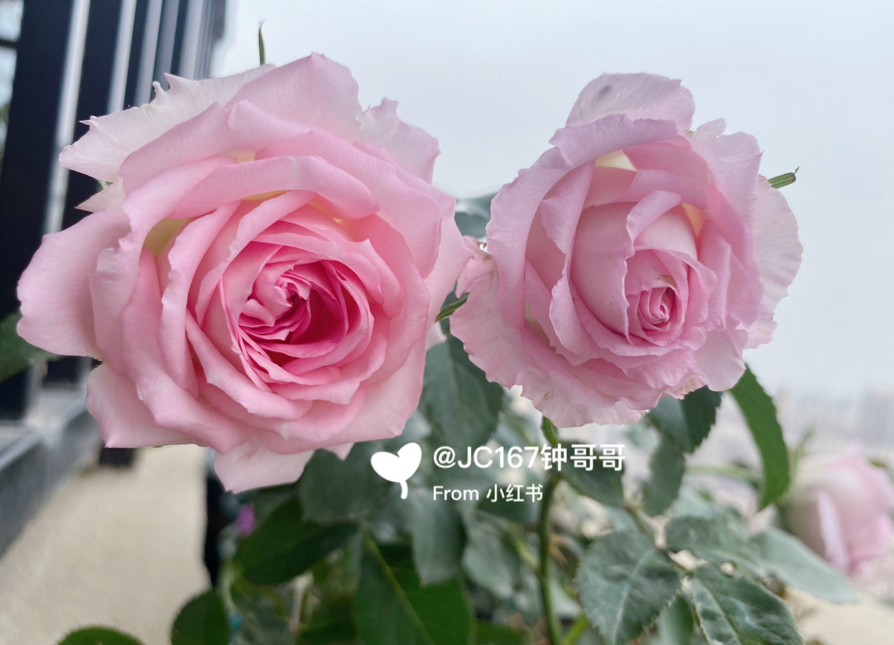 实拍|绊 月季:绊,河本 中大花,中香,耐热耐开,两广表现出色的河本