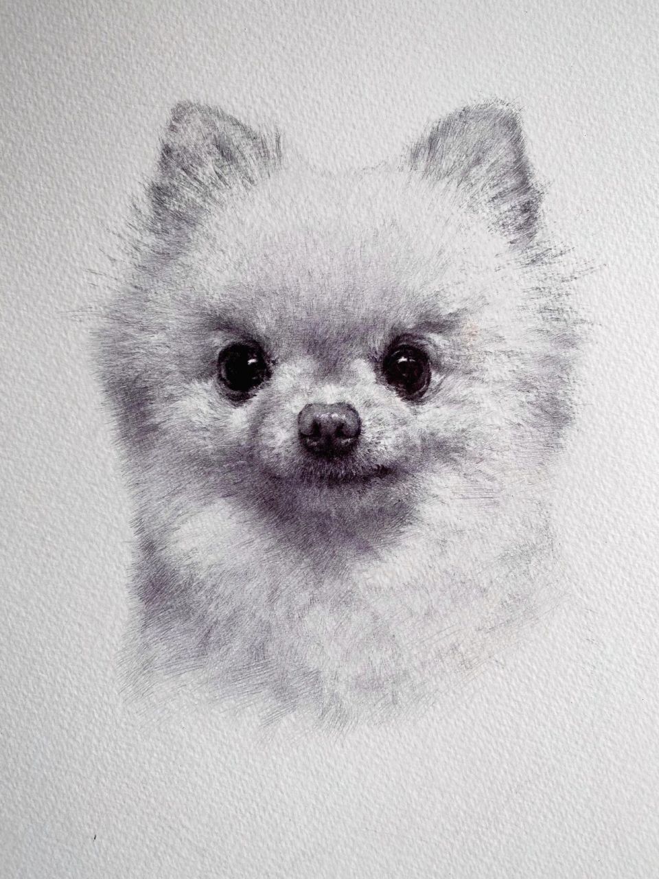 素描小狗图片简单画法图片