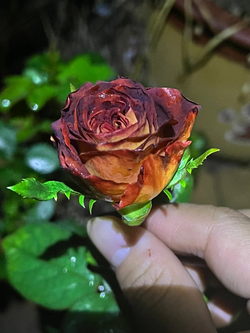 陨石月季95 陨石,进口切花品种,暂未查到原始名称.