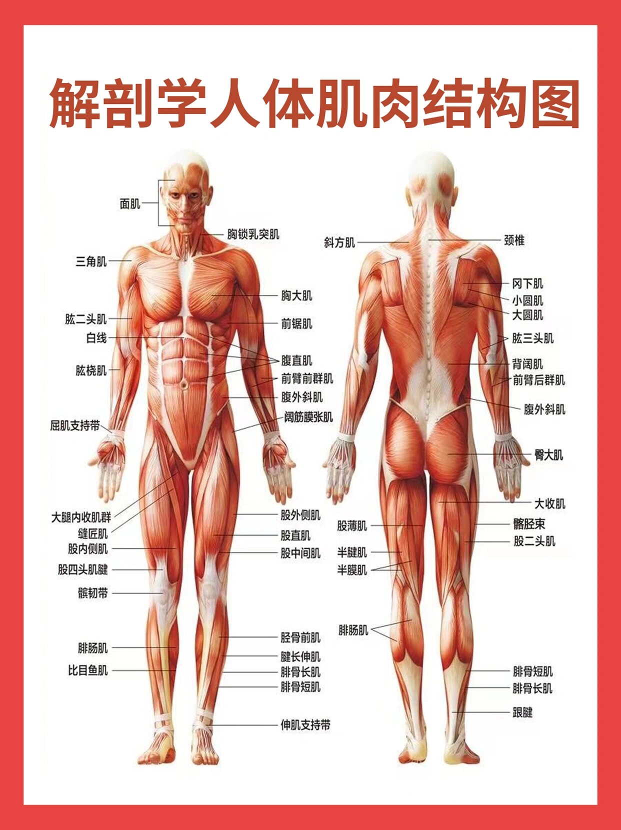 人体解剖学教程图片