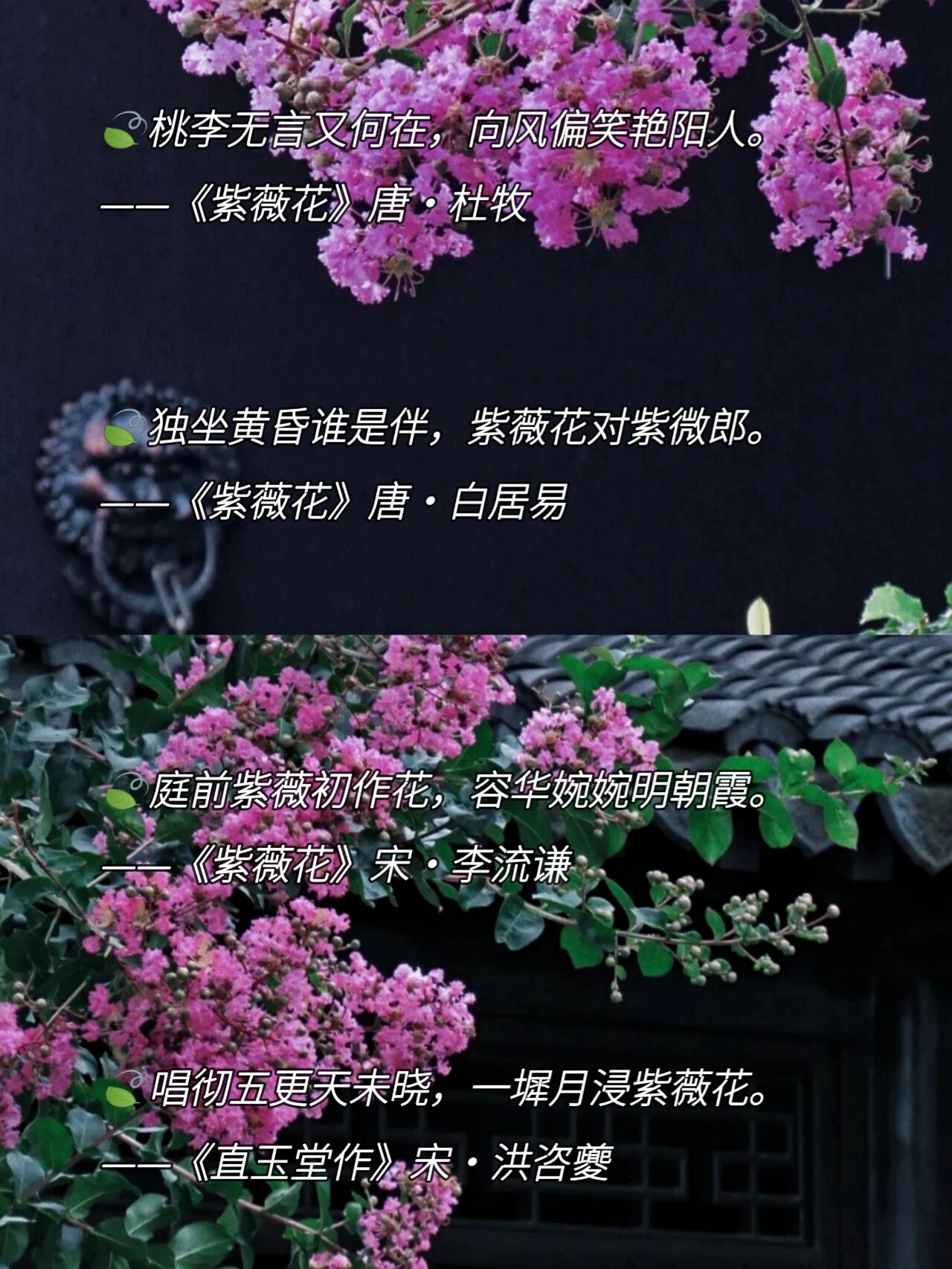 夏日赏花|紫薇花文案|有关紫薇花的诗词  🍀摄影师: 🍀大家好,我
