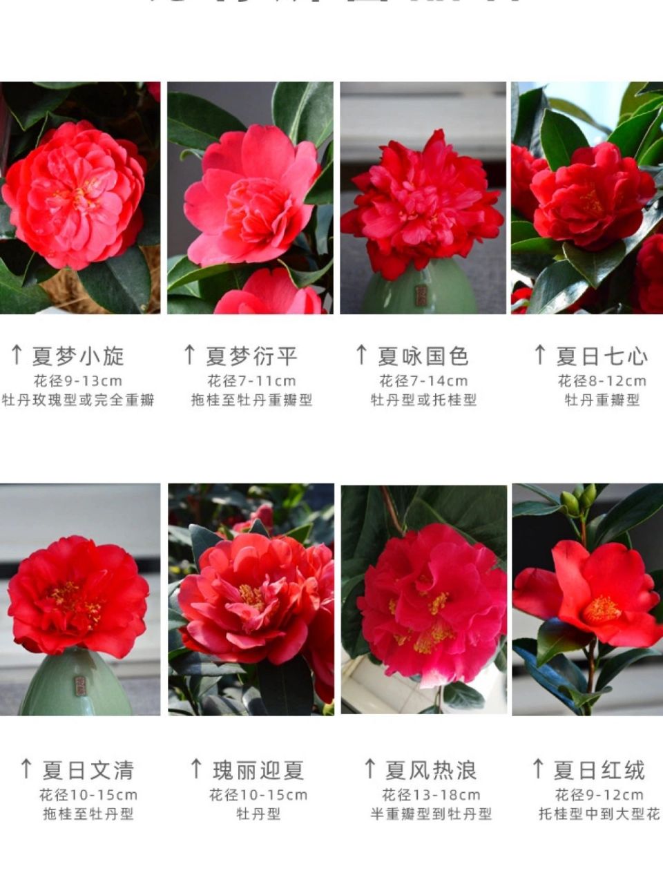 四季茶花品种大全图图片