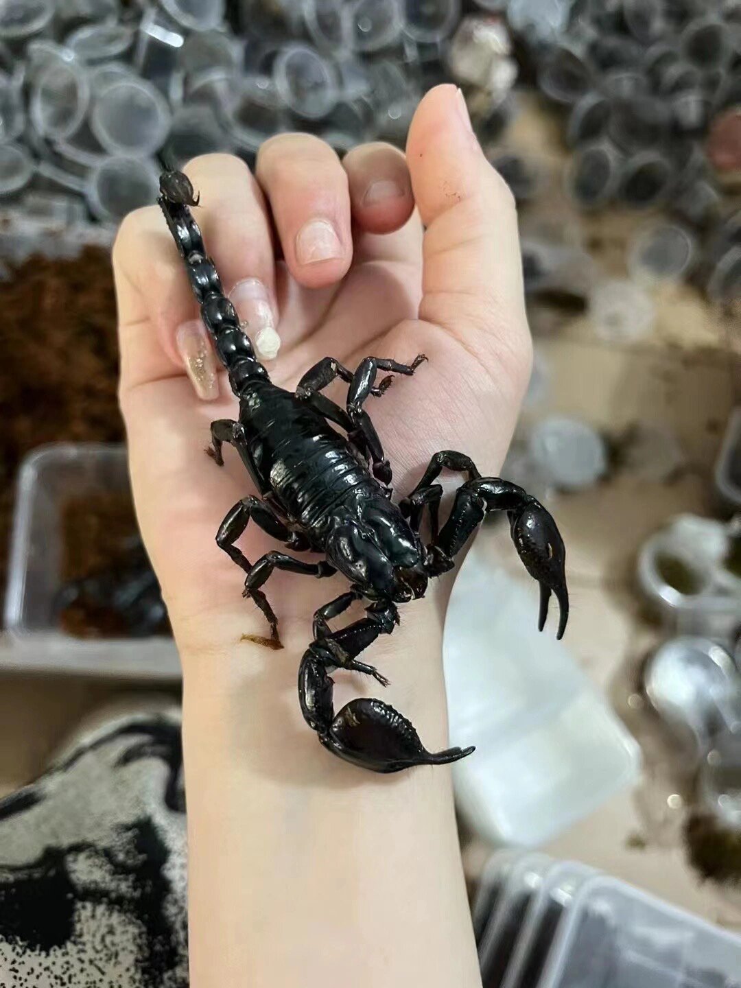 雨林蝎 超霸气的一种蝎 并且无毒