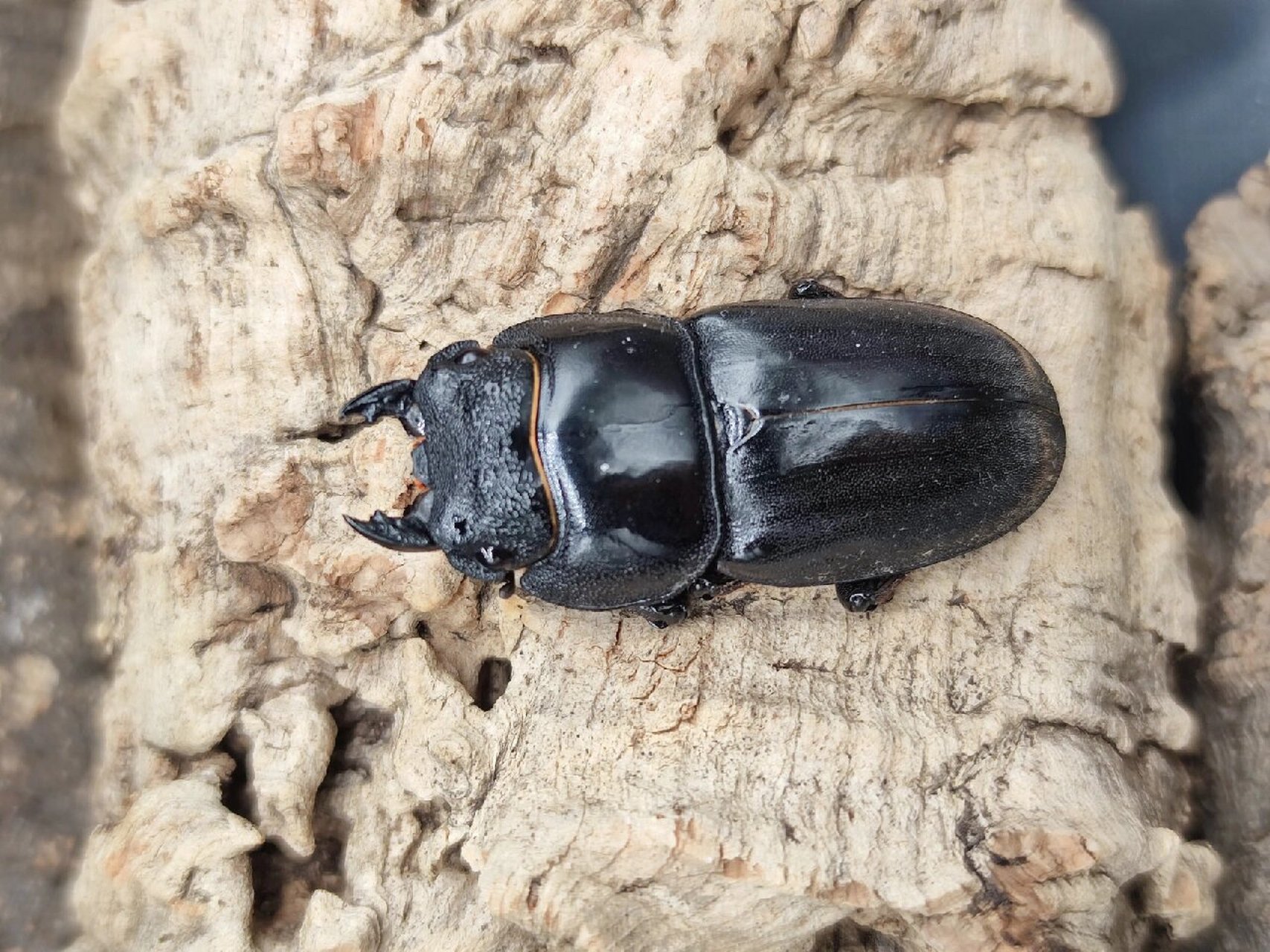 苏门答腊巨扁锹形虫 中文名:苏门答腊巨扁锹形虫 拉丁名:dorcus