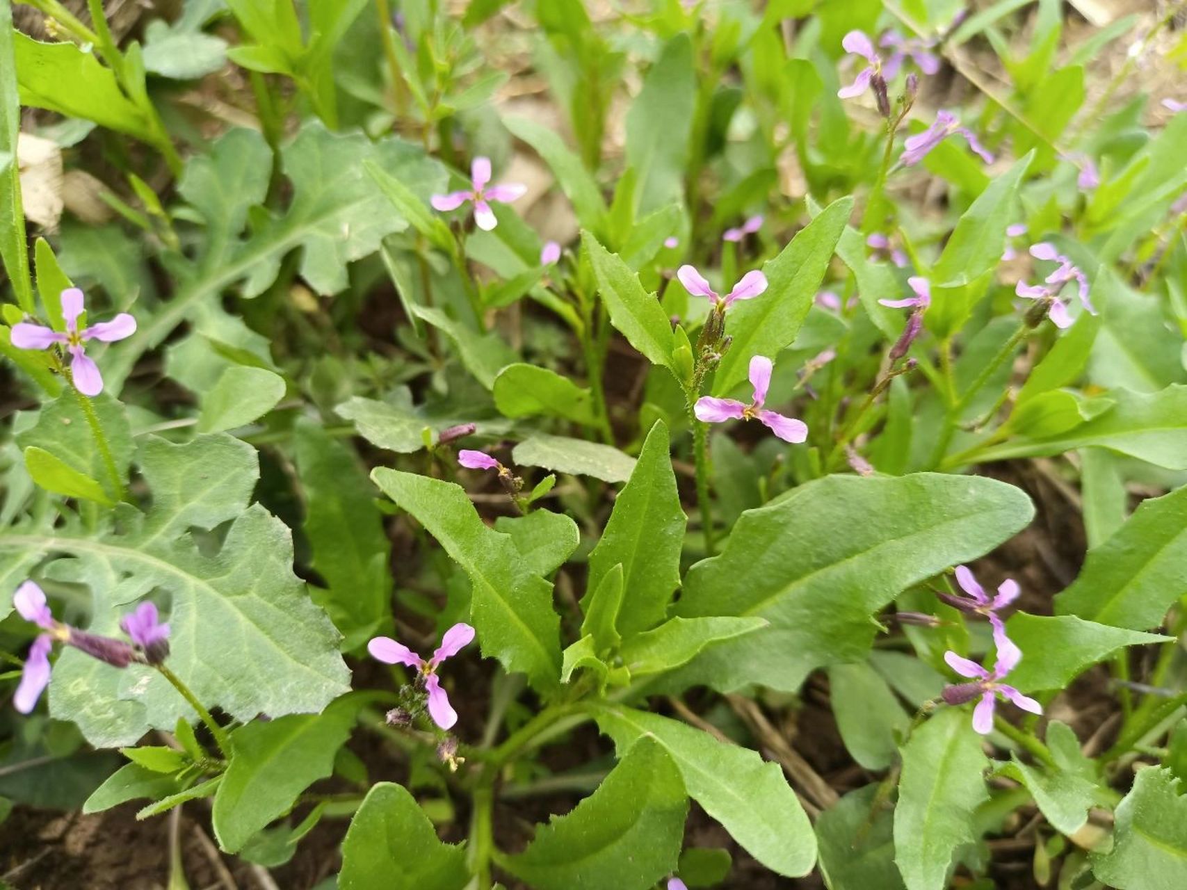 荠菜开花还能吃吗?图片