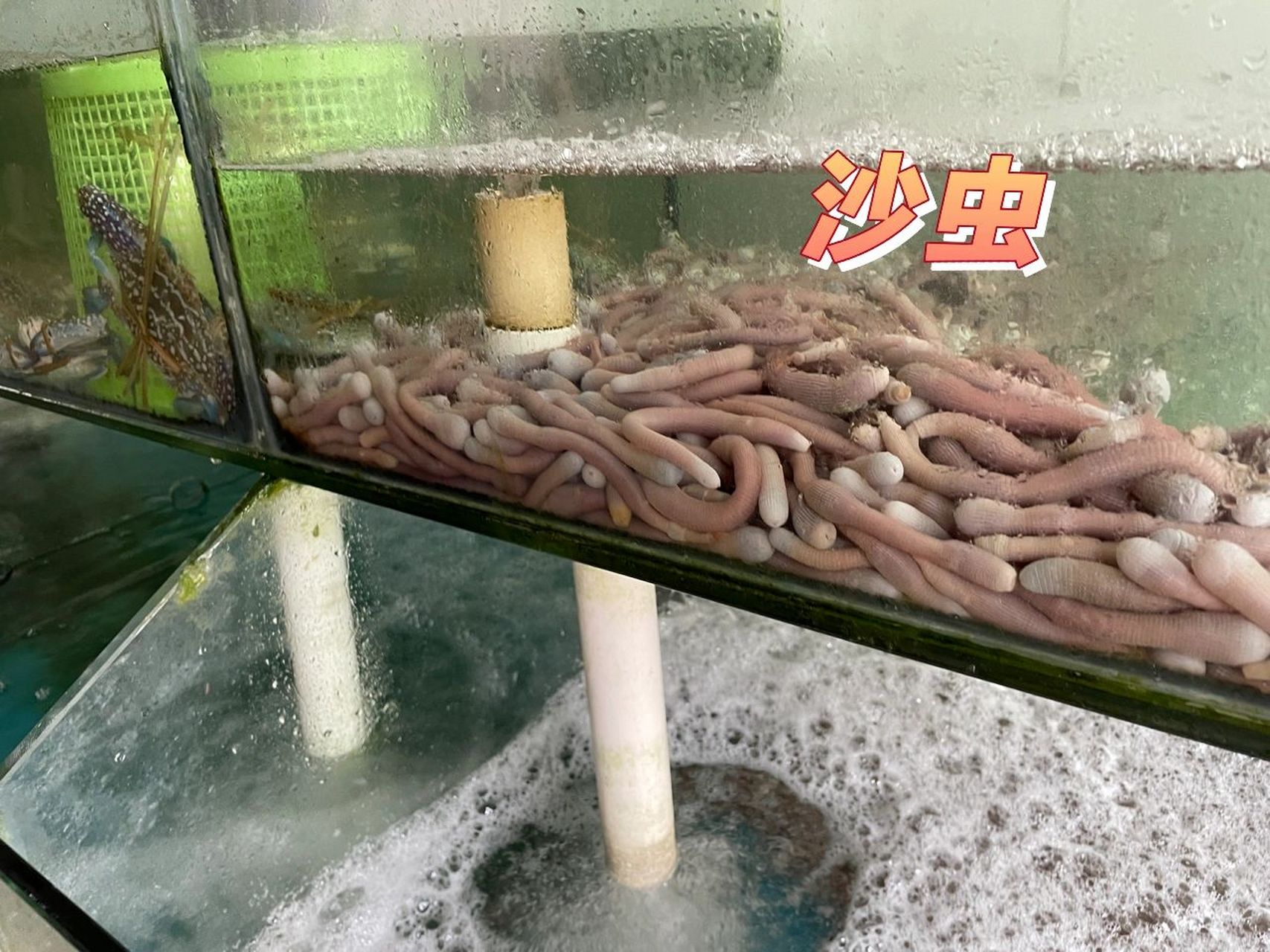 沙虫是沙虫 泥丁是泥丁 完全不一样 看起来也不像 大小 味道 口感