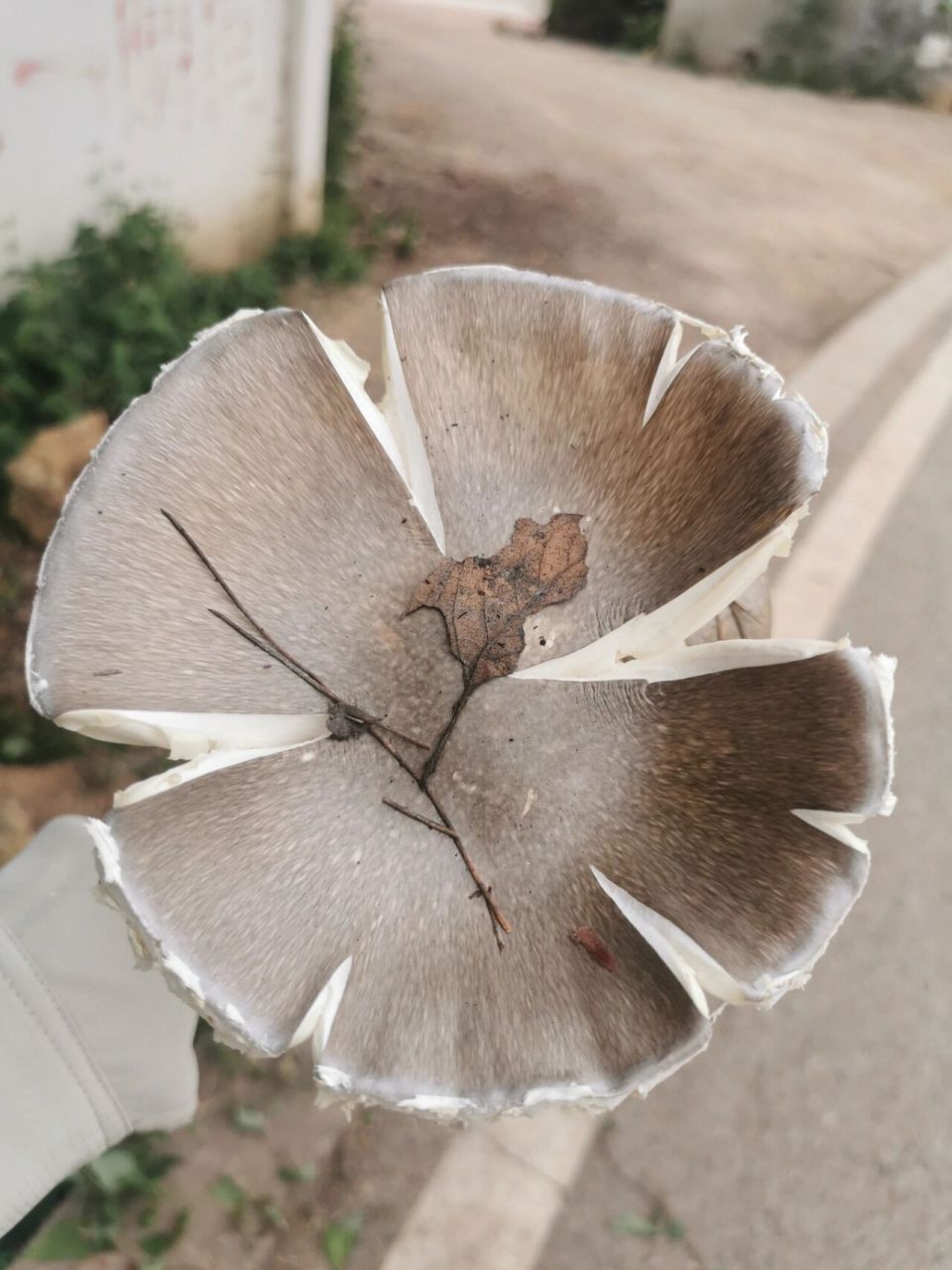 是不是可食的隐花青鹅膏菌