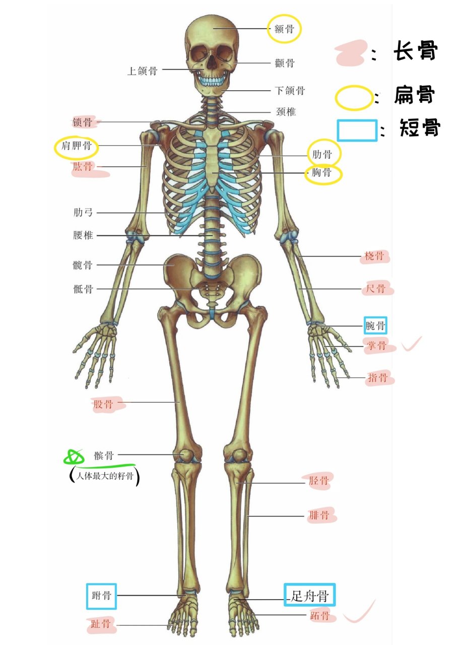 长骨,扁骨,短骨和不规则骨 今天在复习骨学的时候突然,发现自己不能把