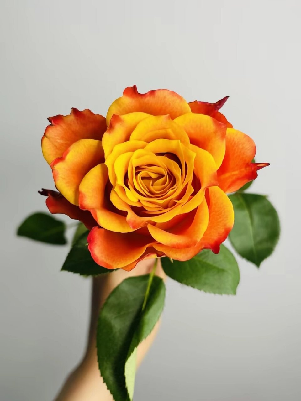 材之第9天 火焰玫瑰/单头玫瑰 	 花语:火焰玫瑰花语寓意着激情与憧憬