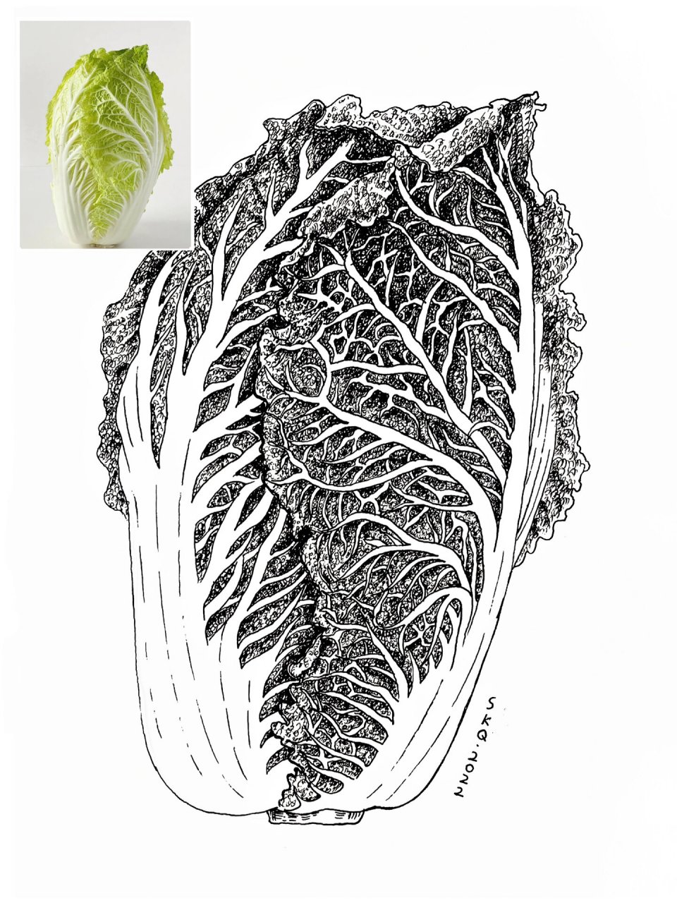 白菜素描新手图片