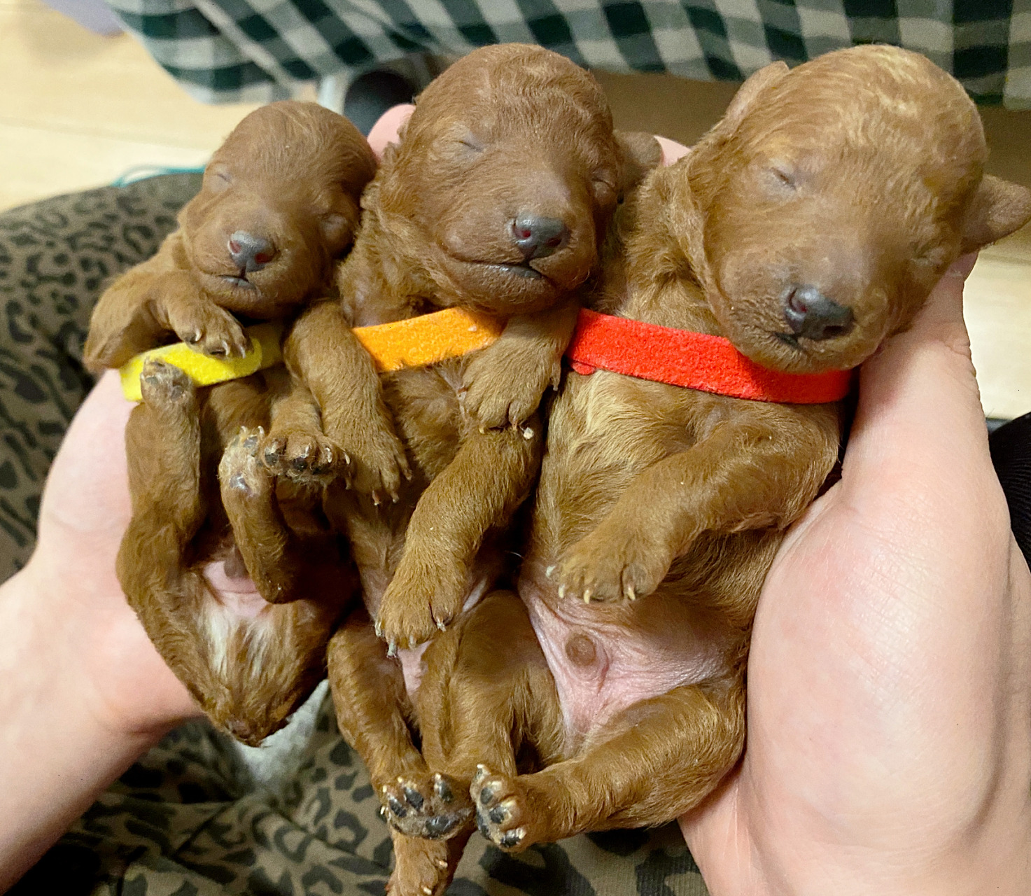 泰迪生产过程 我家泰迪狗狗生产已有半个月了,今天打算写下来给它记录