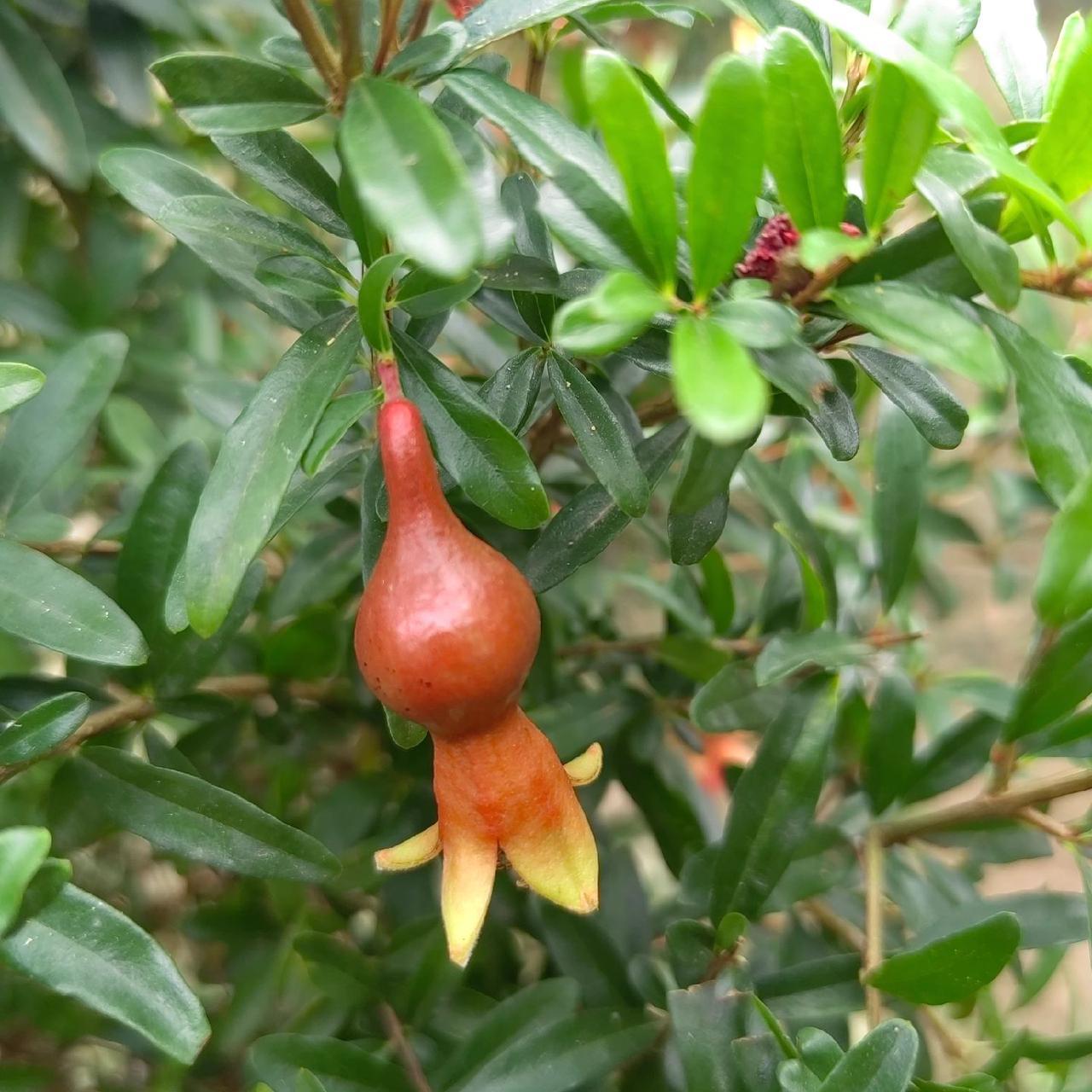 宫灯石榴,最纯正的品种,不接受反驳