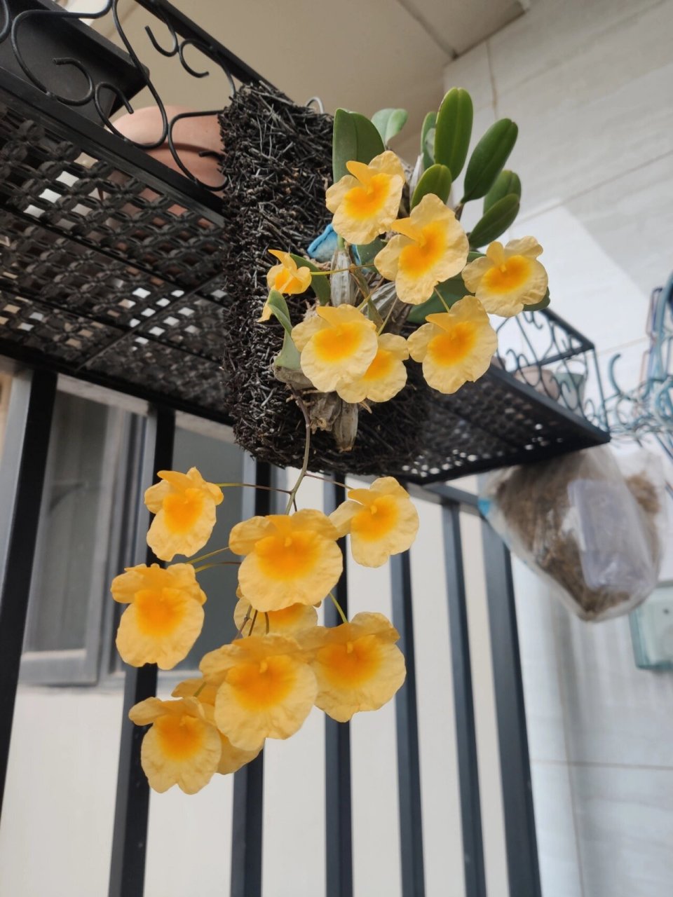 泰聚石斛和龟背石斛 我最喜欢黄色花朵的石斛了 所以买了两个品种