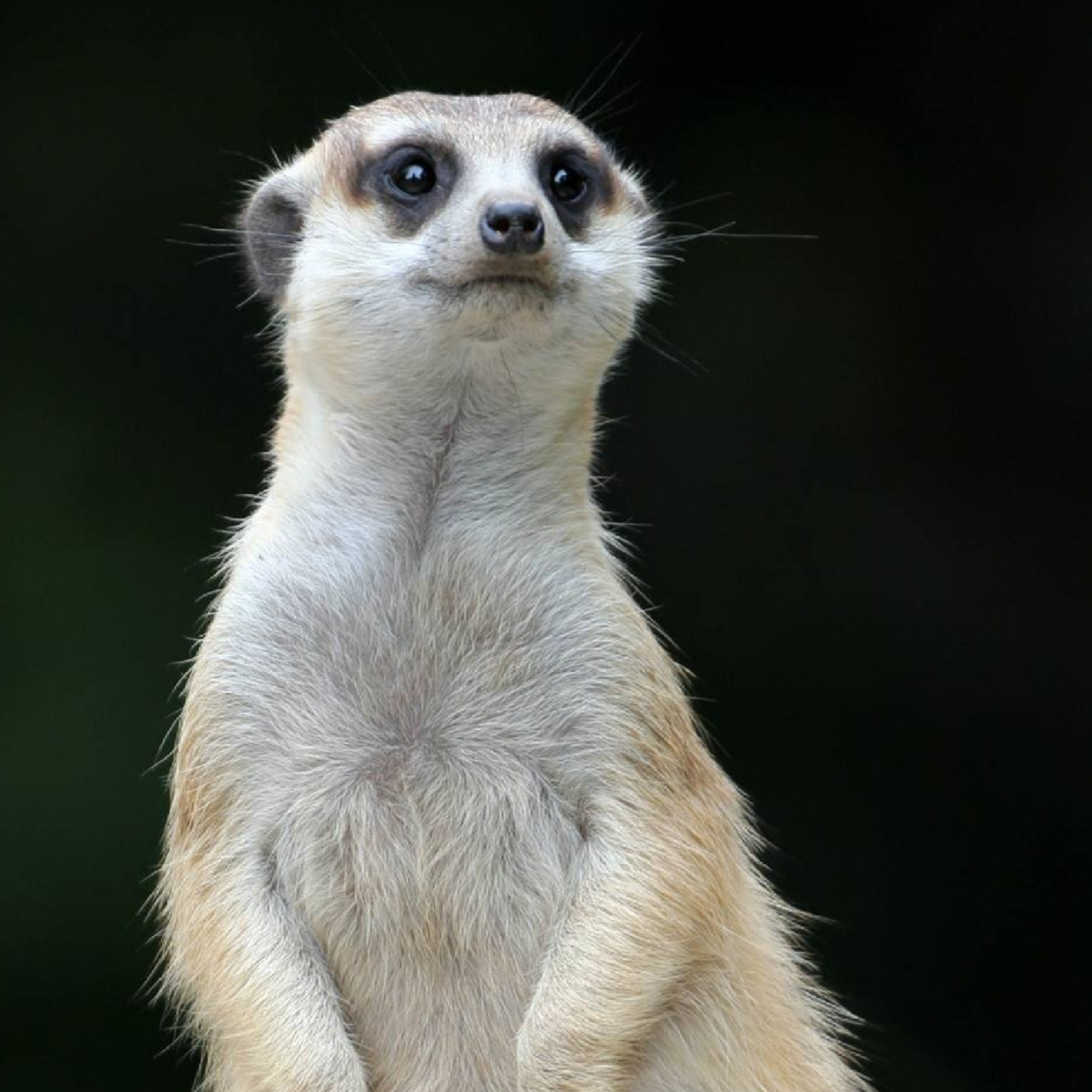 最可爱的哨兵——狐獴  细尾獴也叫 ,站岗放哨就是它们的特性,靠两脚