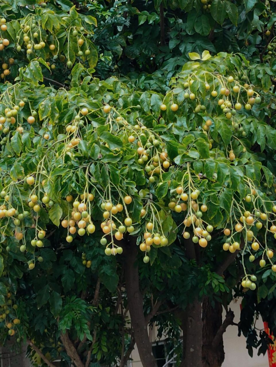 金黄金黄的黄皮果挂满了枝头,把树枝都压弯了,每天经过,我都死死的