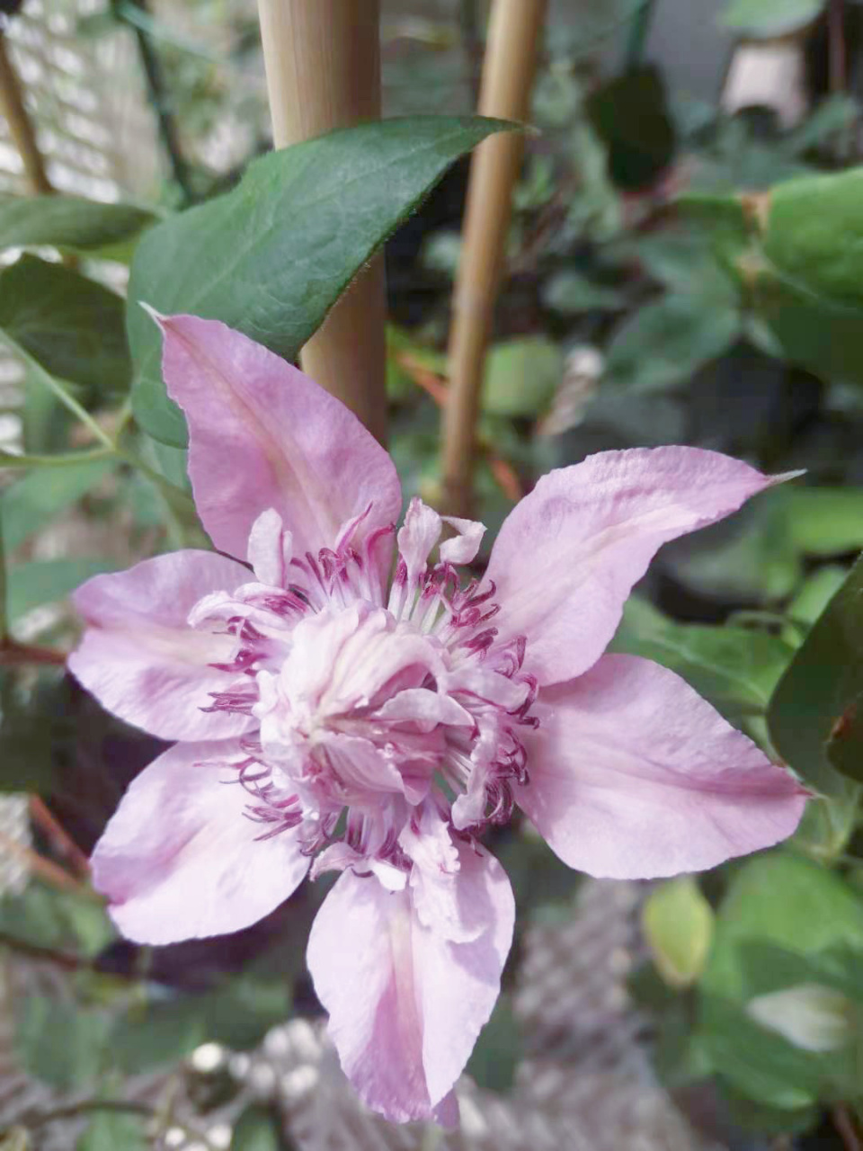 多粉·铁线莲 多粉·铁线莲 应该是个新品种,没怎么看到大家发图.