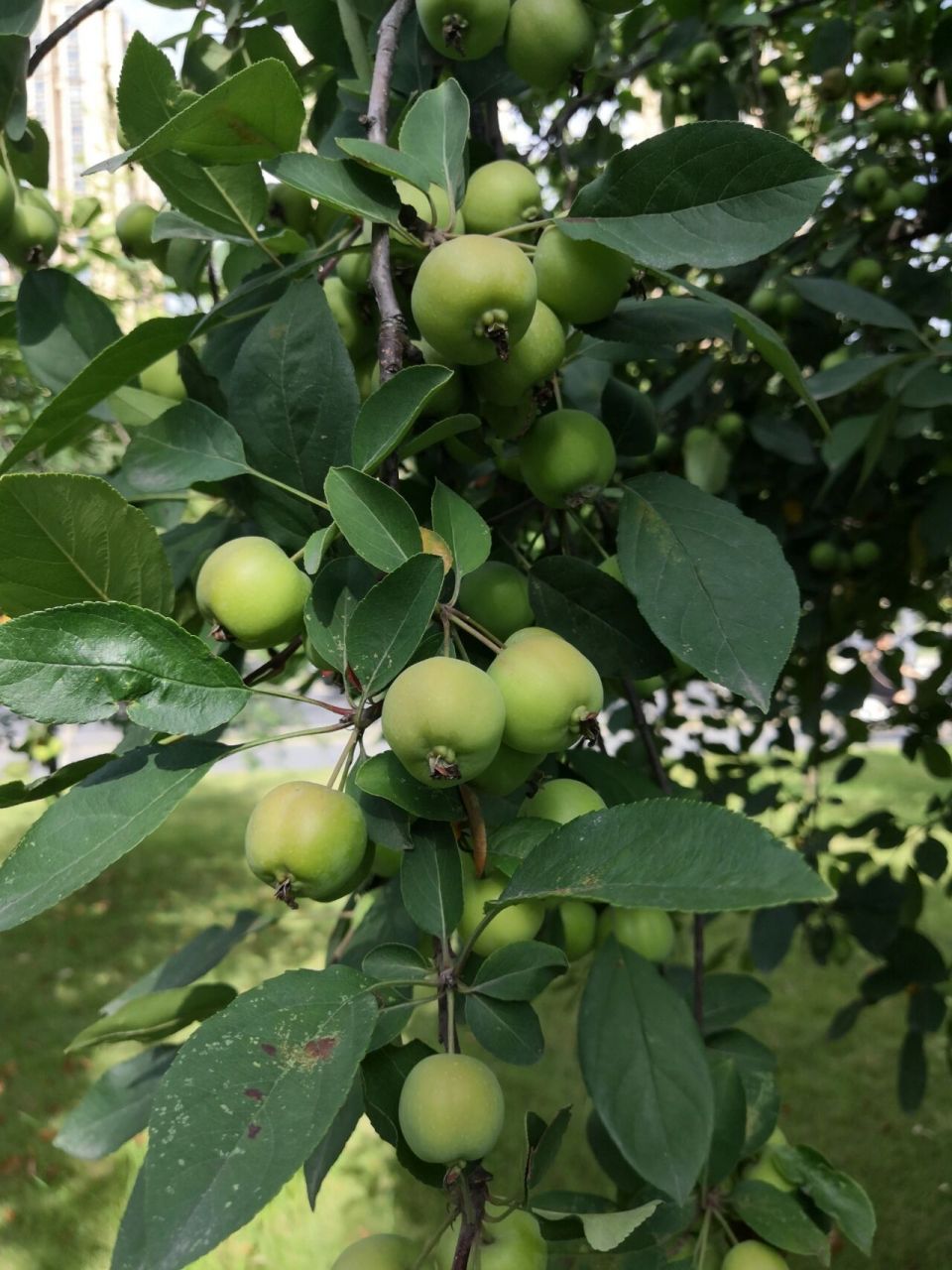 西府海棠(学名:malus micromalus),为木兰纲,蔷薇科,苹果属的植物,小