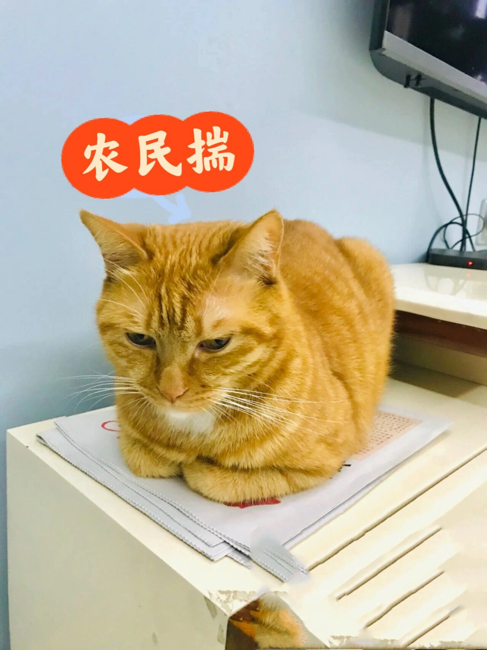 猫咪母鸡蹲和农民揣图片